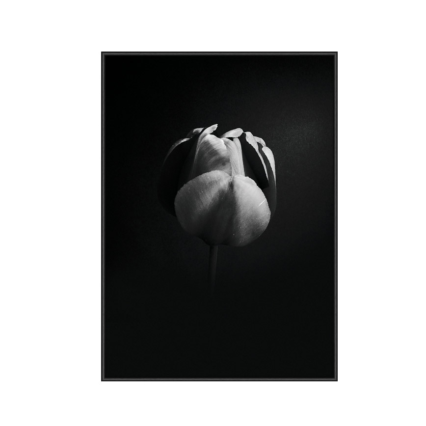 Tulip Life 1 Plakat - Smuk Sort/Hvid Kunst fra Incado