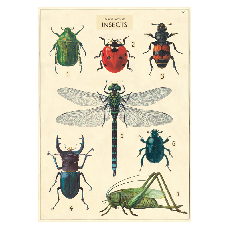 Vintage Insekter Plakat – Unik Kunst til Dit Rum