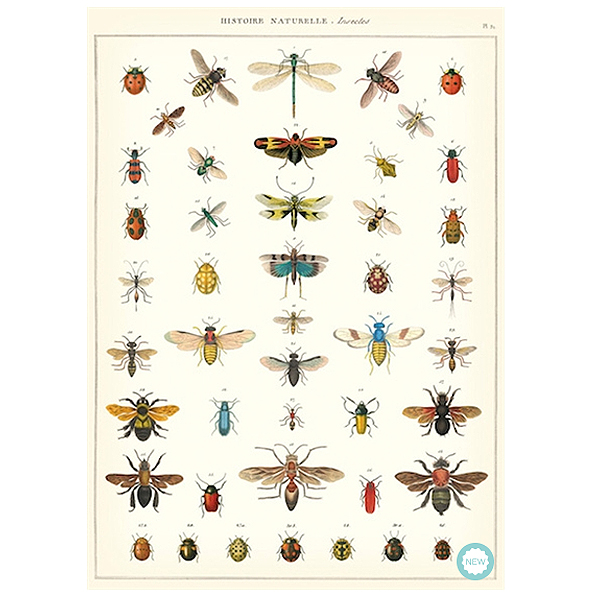 Cavallini Plakat History Insects - Cavallini Plakater