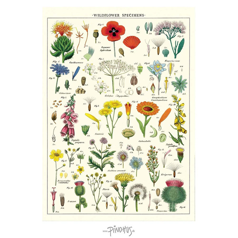 Cavallini Plakat med Vilde Blomster – Nostalgisk Design