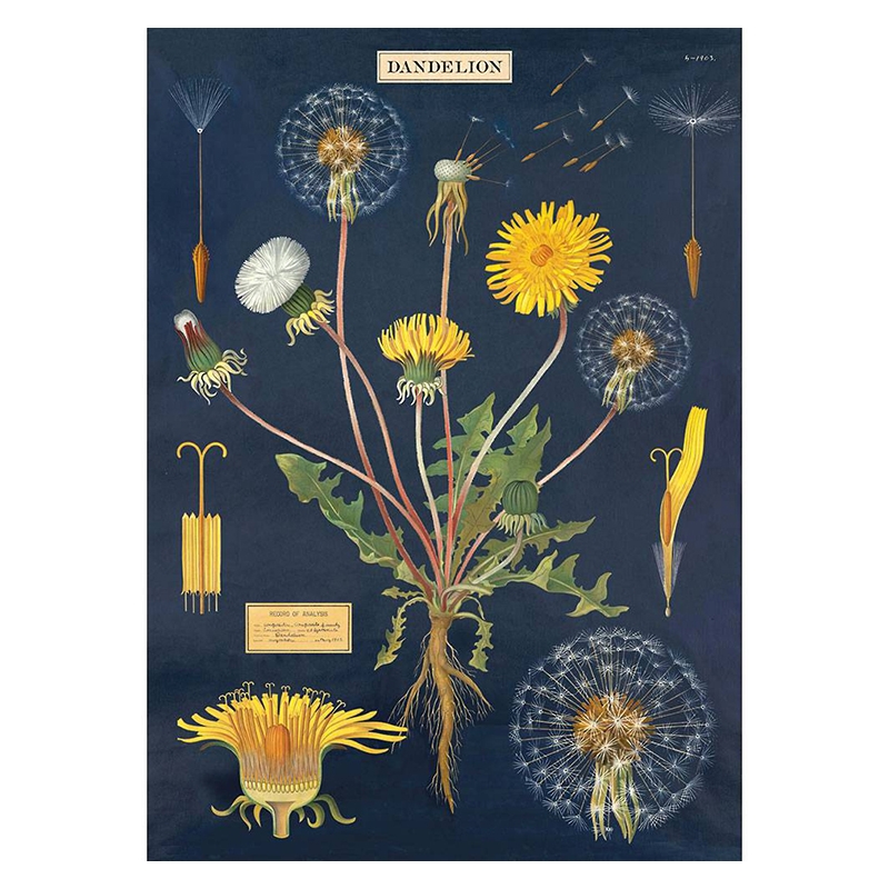 Cavallini Plakat med Mælkebøtte - Vintage Design 50x70cm
