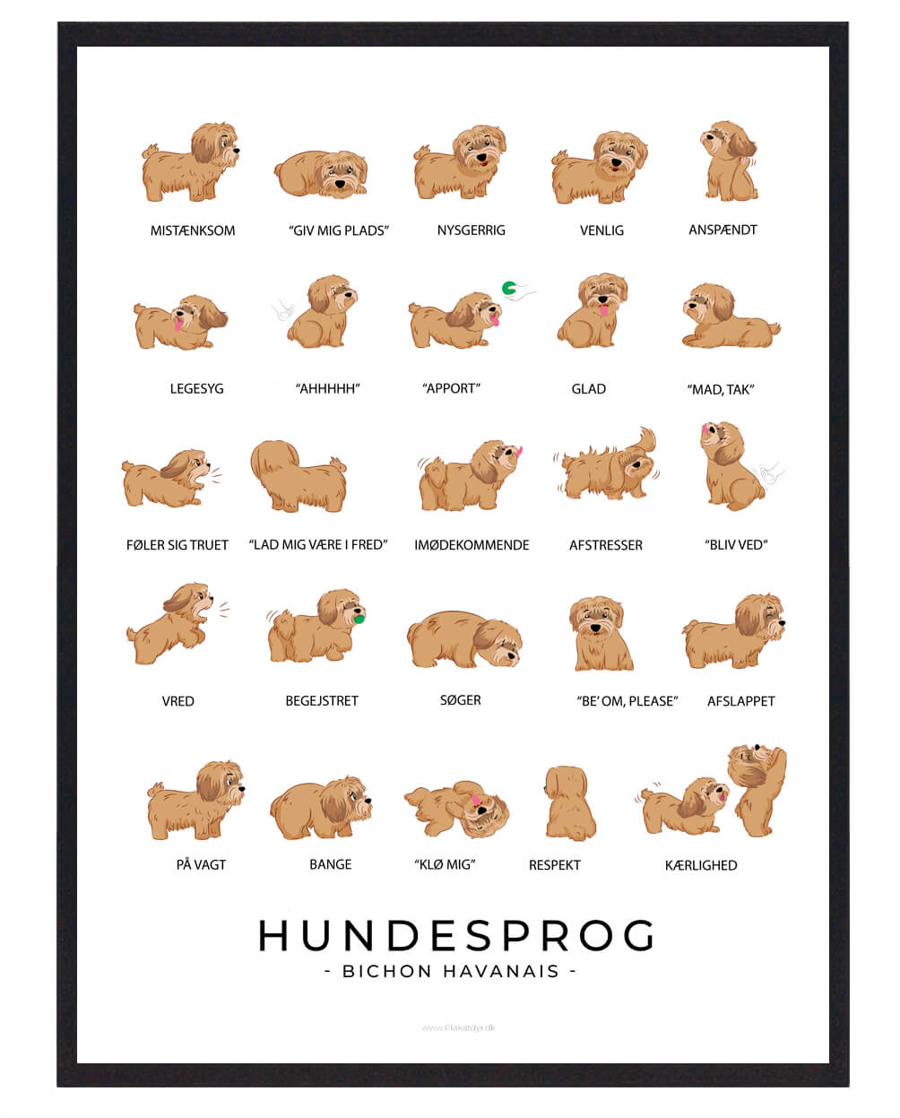 Bichon Havanais Brun Hundesprog Plakat Størrelse: 21x29 7cm - Plakatdyr Plakater