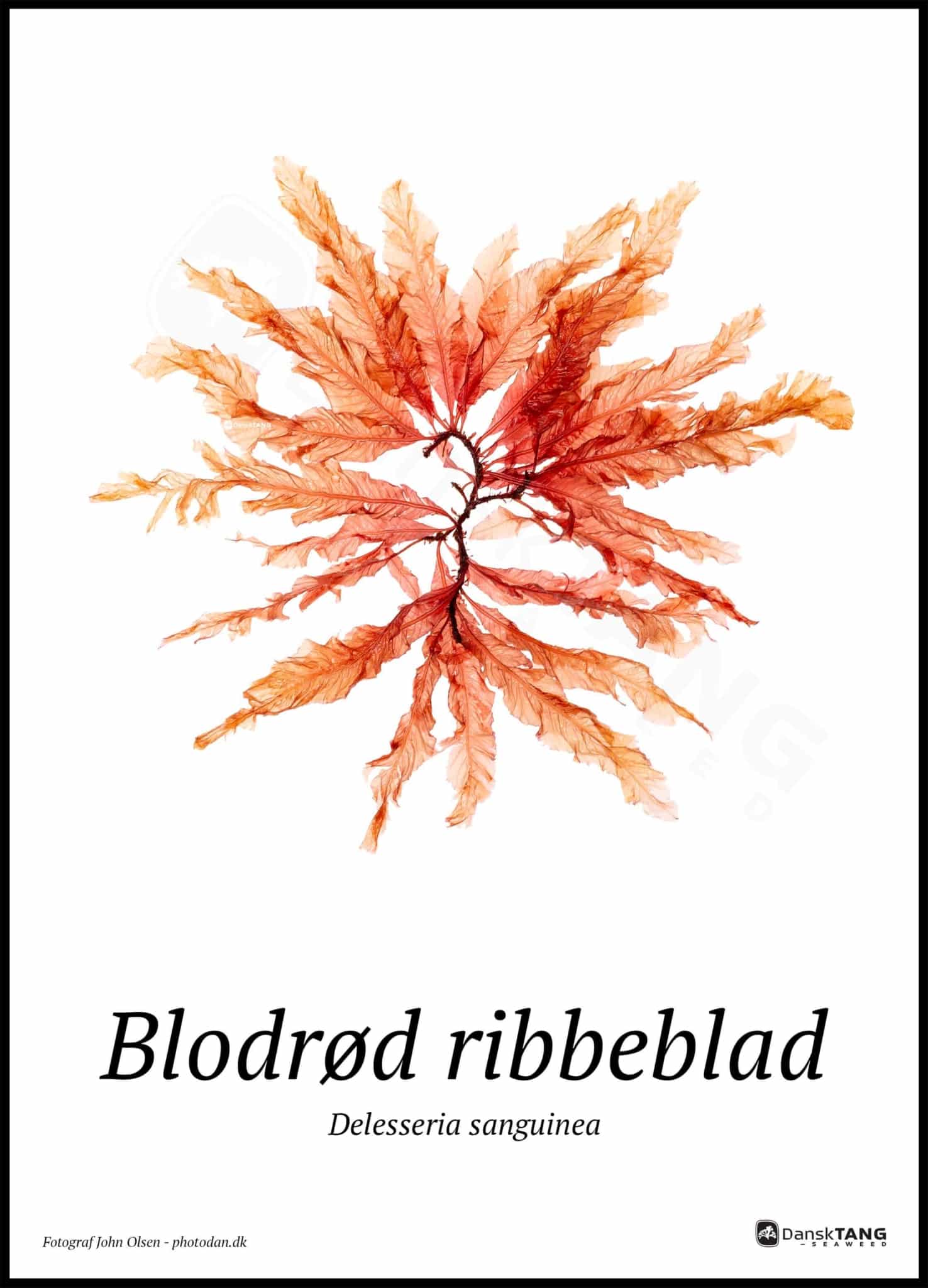 Blodrød Ribbeblad Plakat - Dansktang Plakater