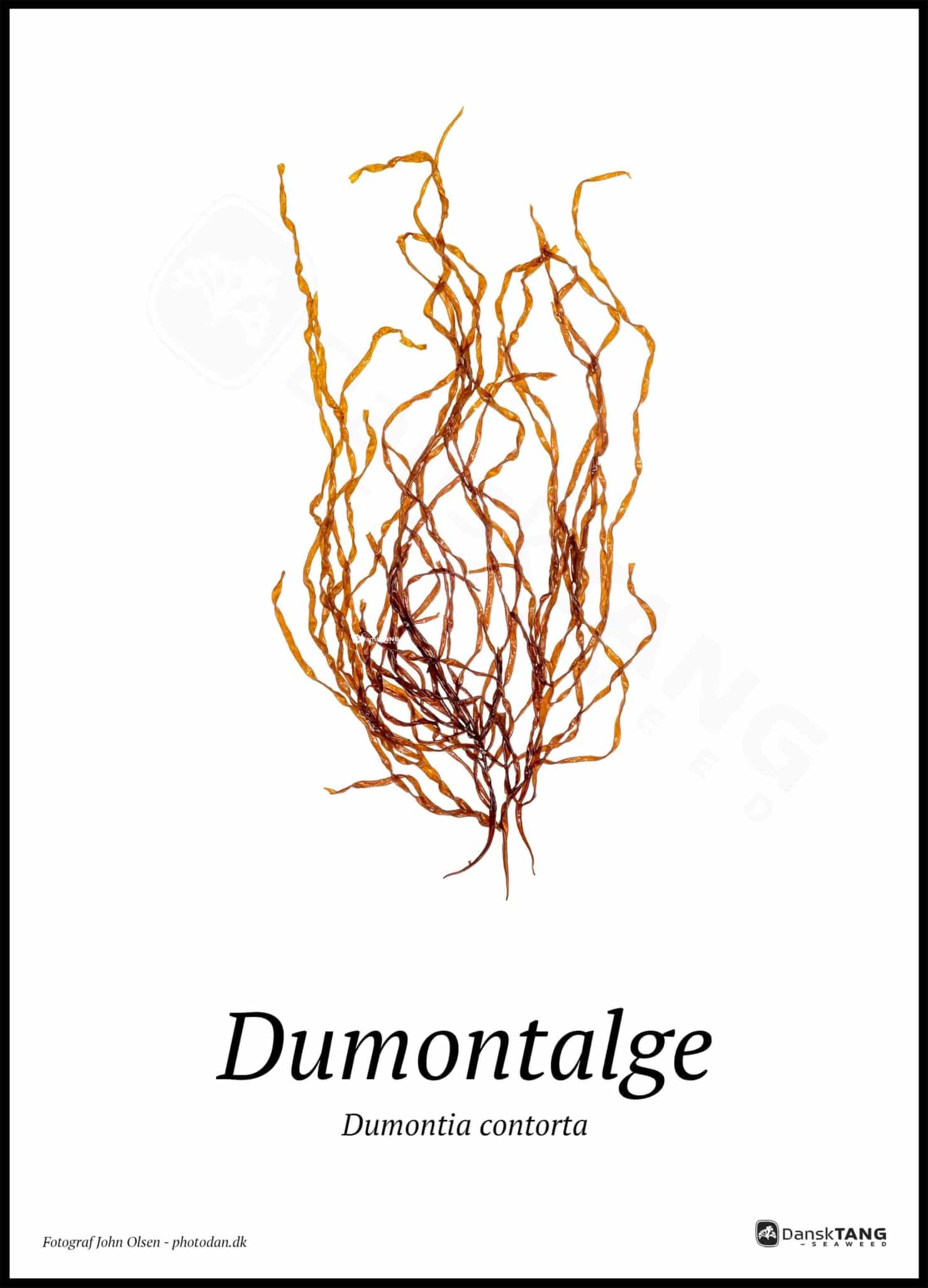 Dumontalge Plakat - Dansktang Plakater