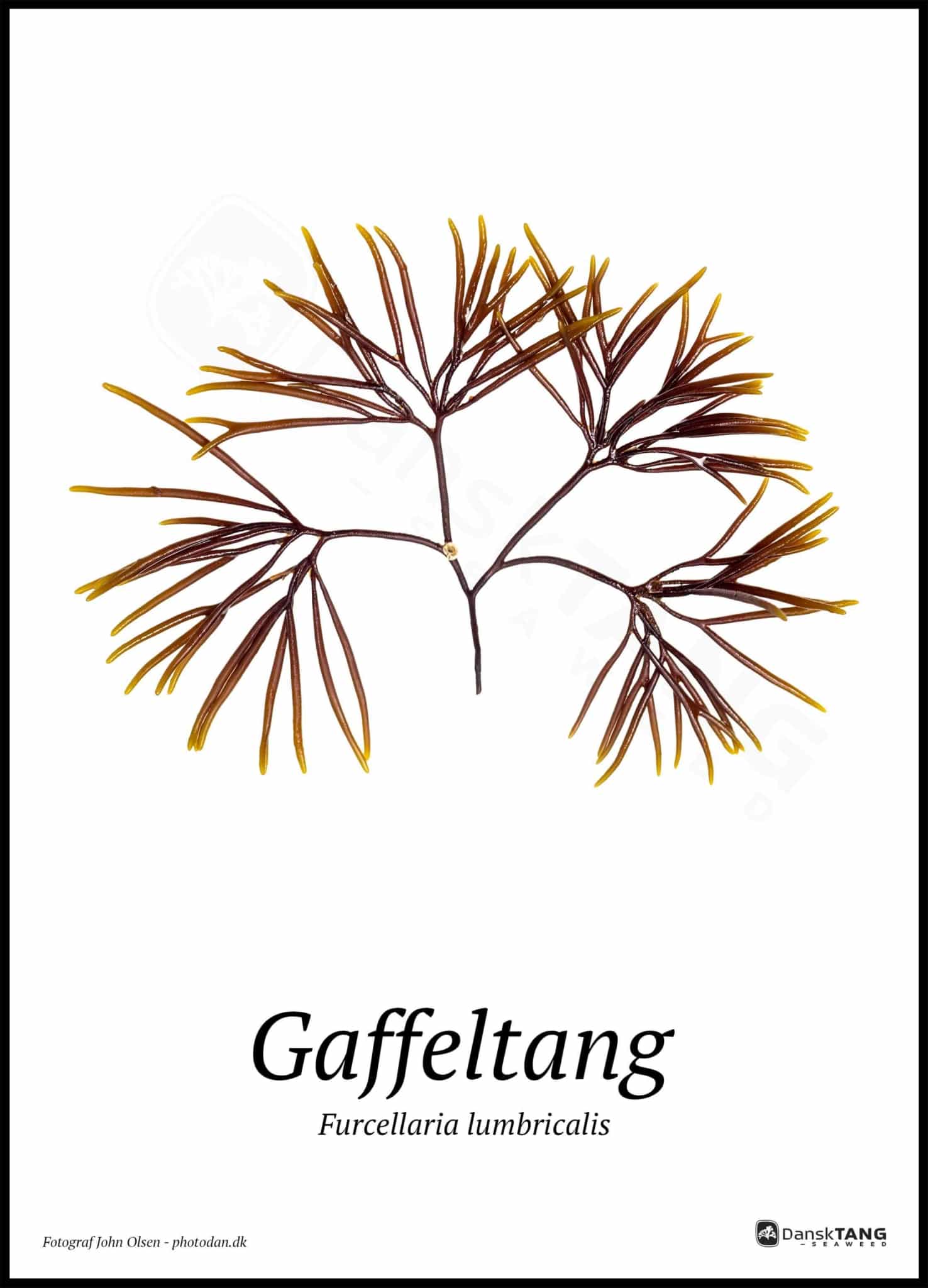 Gaffeltang Plakat - Dansktang Plakater