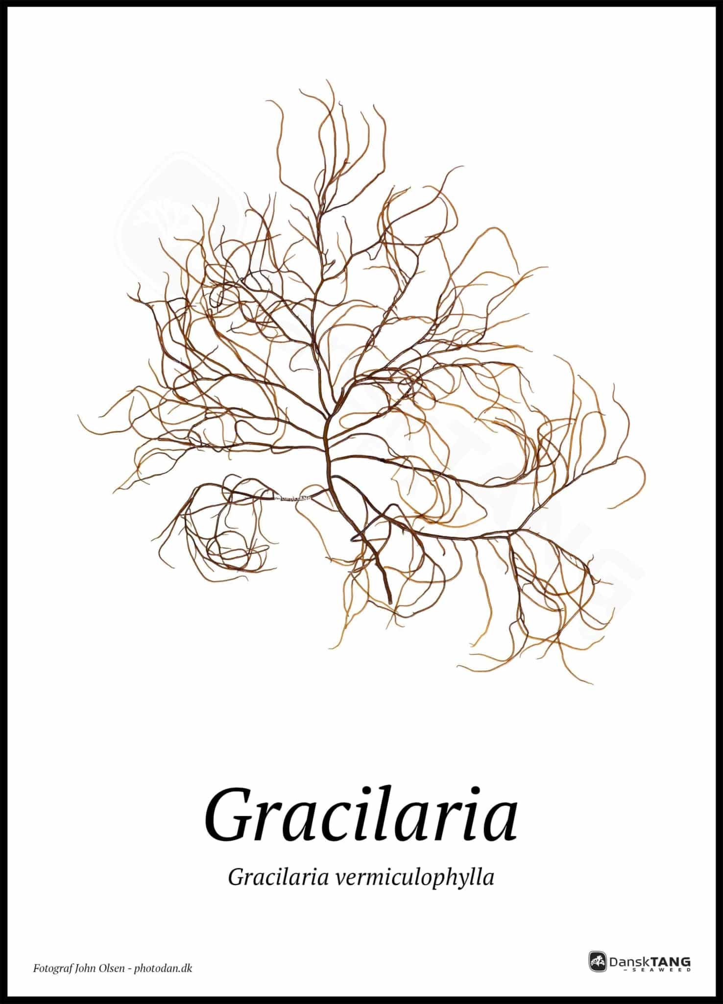 Gracilaria Plakat - Dansktang Plakater
