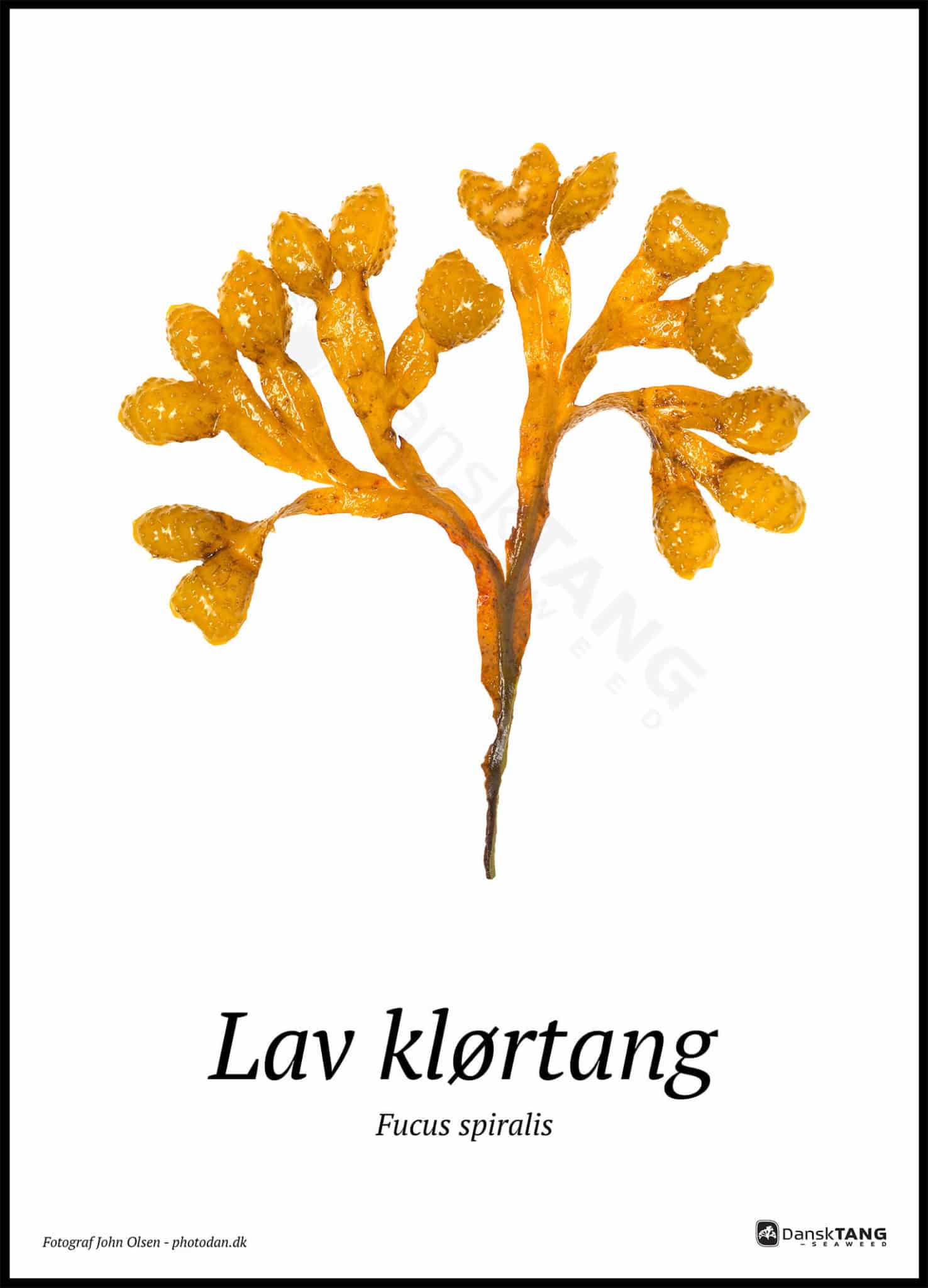 Lav Klørtang Plakat - Dansktang Plakater