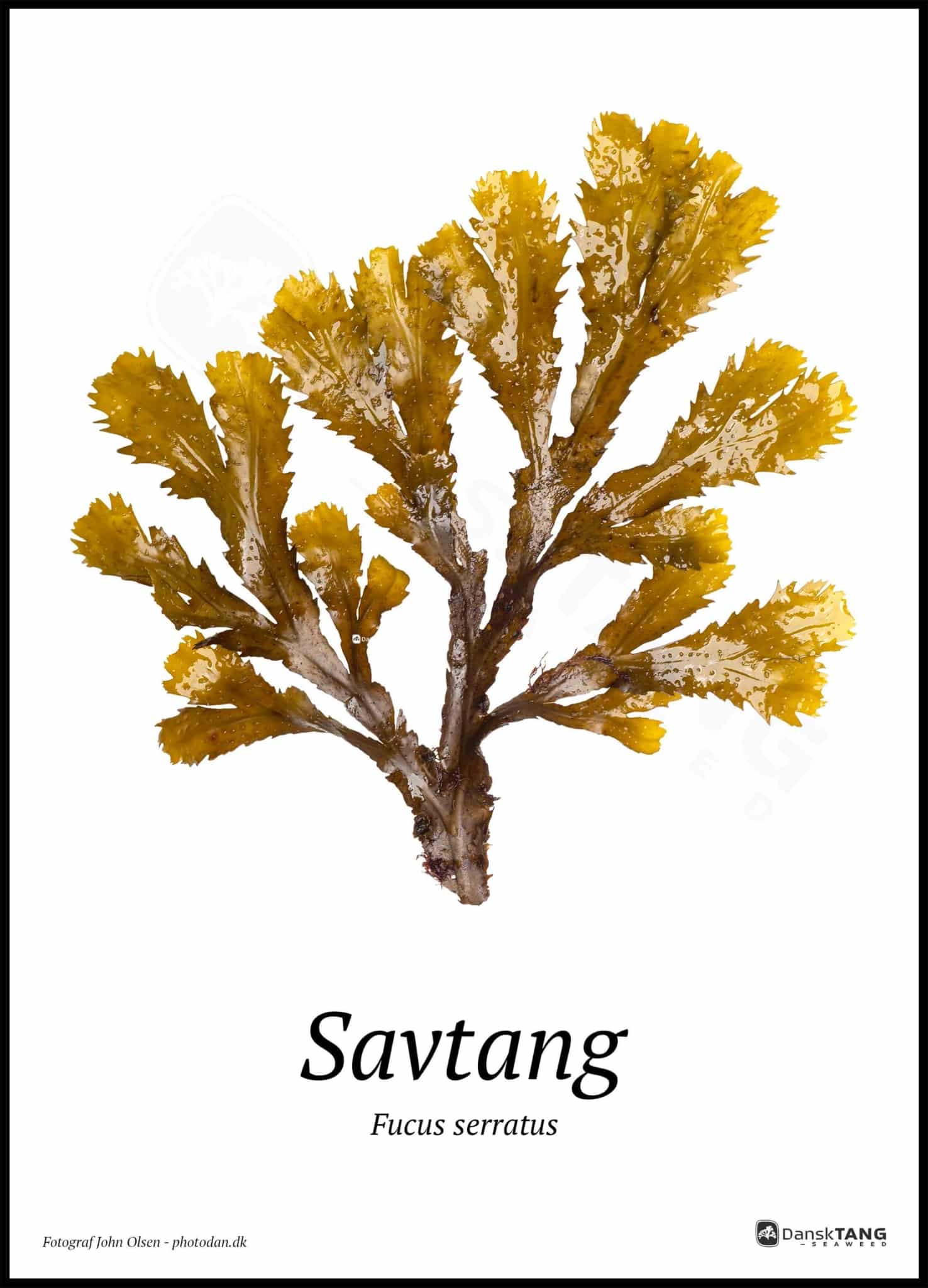 Savtang Plakat - Dansktang Plakater