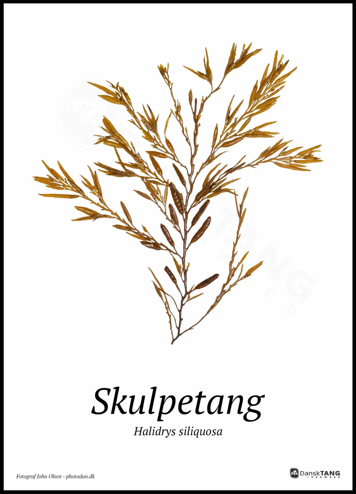 Skulpetang Plakat - Dansktang Plakater