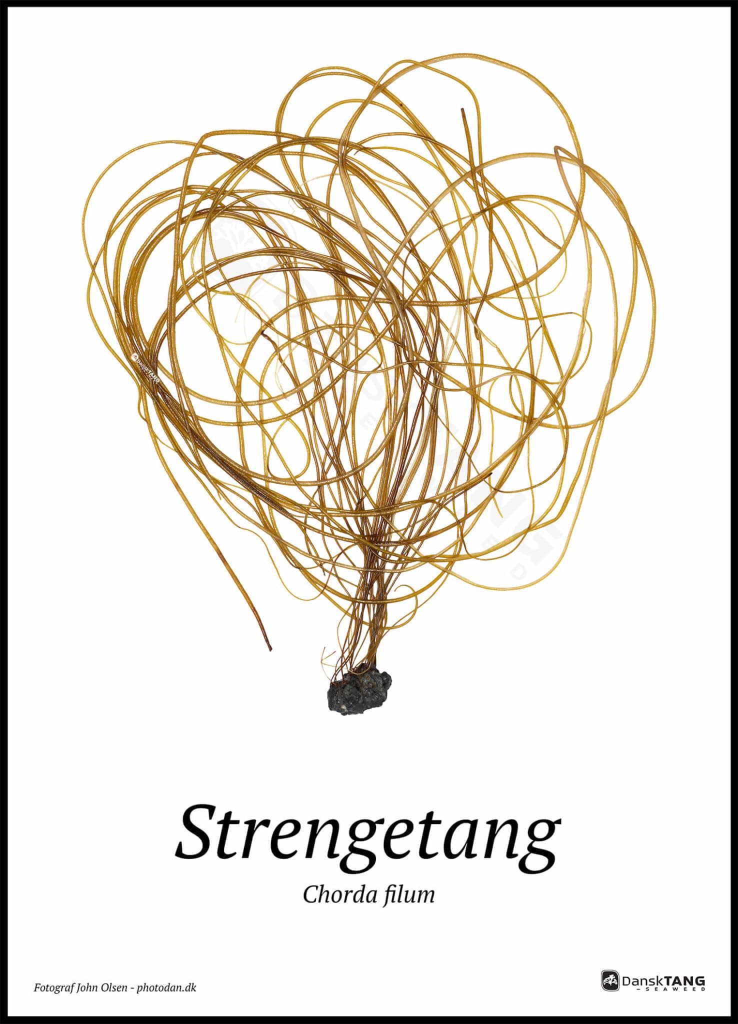 Strengetang Plakat - Dansktang Plakater