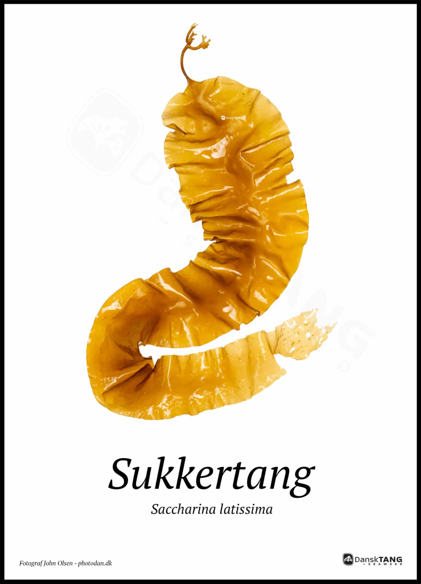 Sukkertang Plakat - Dansktang Plakater