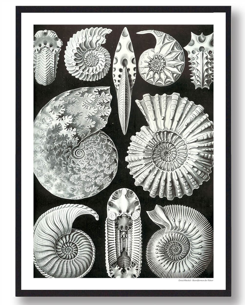 21x29,7cm (a4)) Blæksprutte Fossil Plakat Størrelse: 21x29 7cm - Plakatdyr Plakater