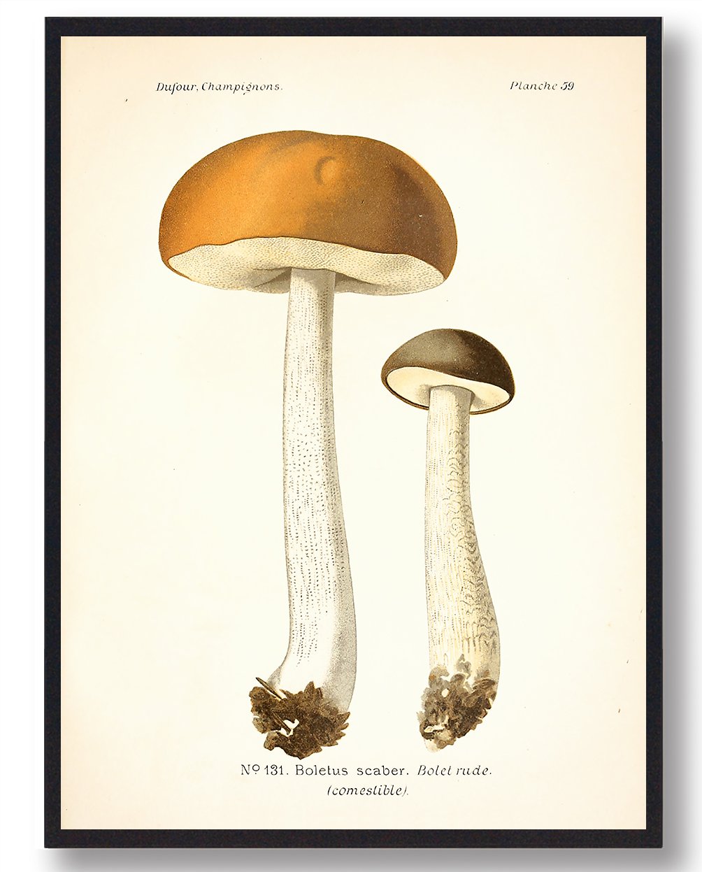 Brun Skælrørha Svampe Plakat Størrelse: 21x29 7cm - Plakatdyr Plakater