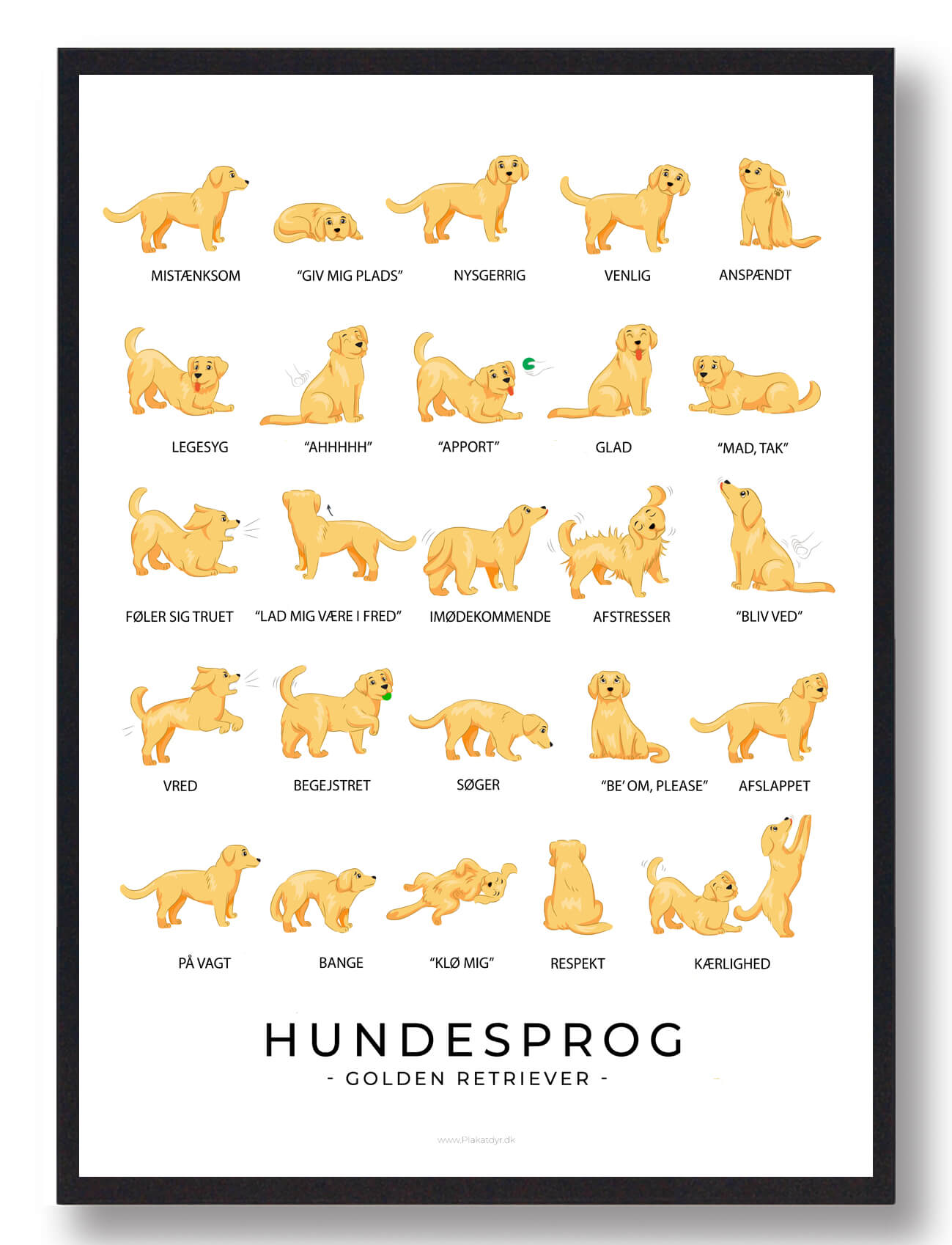 Hundesprog Golden Retriever Plakat Størrelse: 21x29 7cm - Plakatdyr Plakater