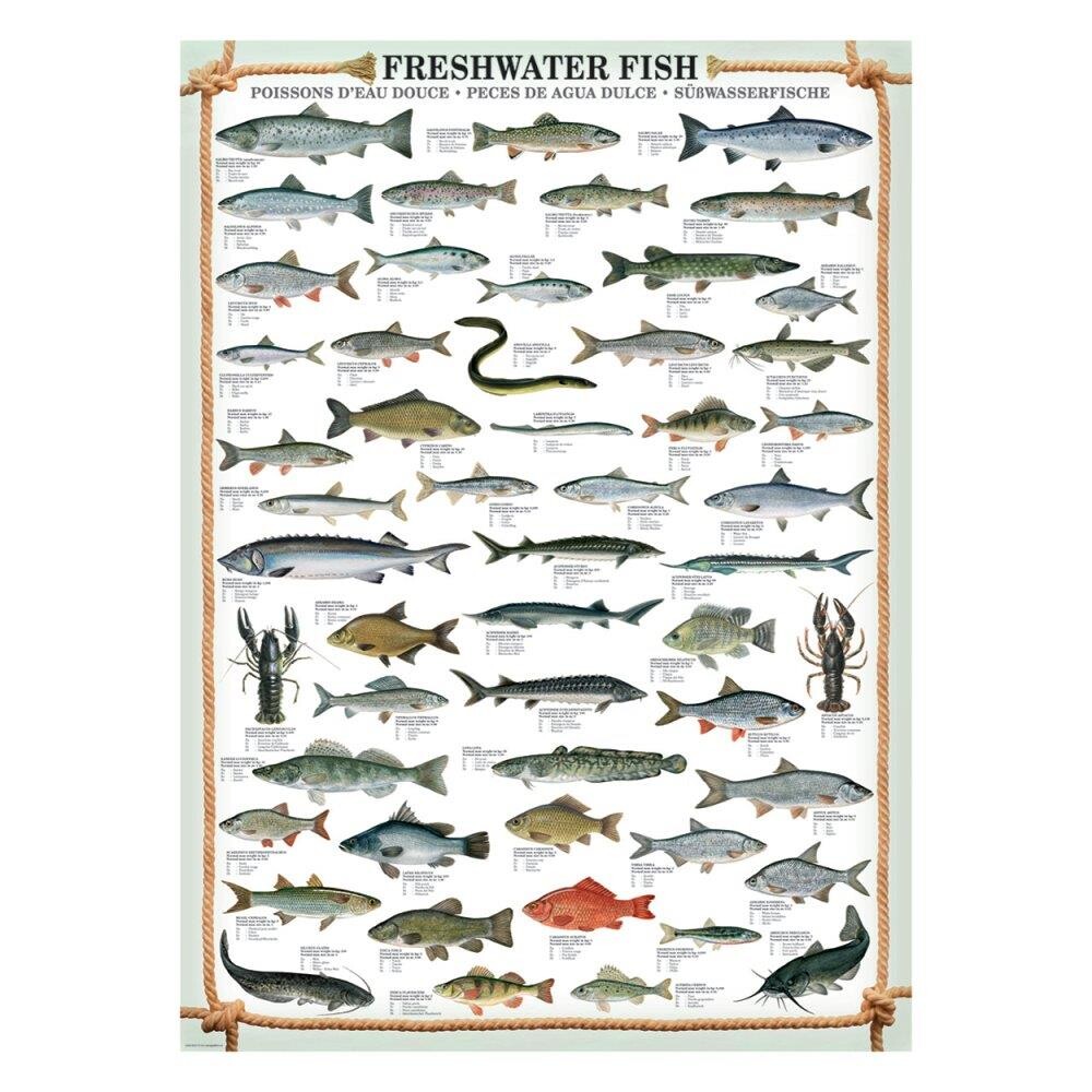 Plakat Ferskvands Fisk Mål - Plakater