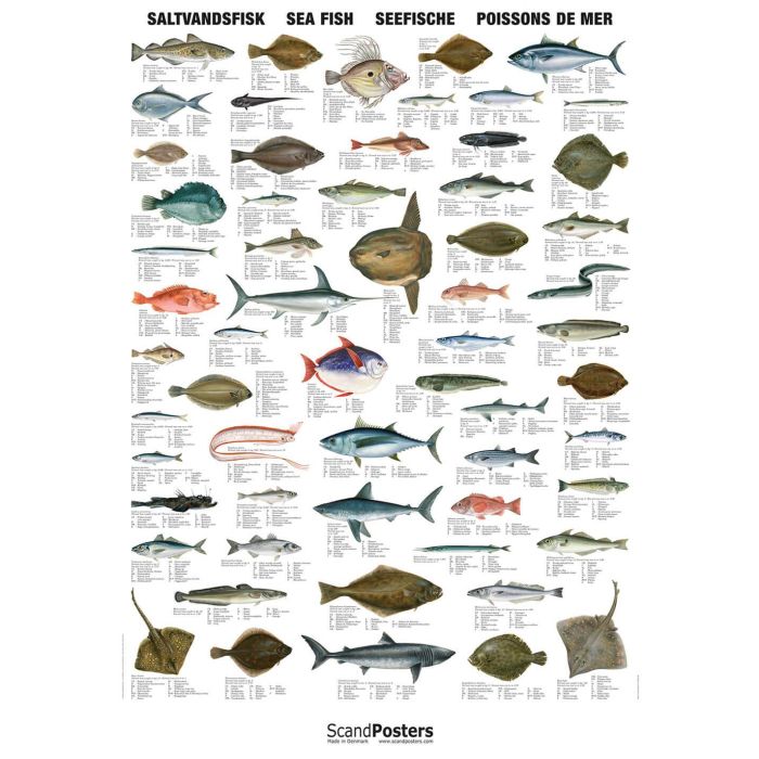 Plakat Saltvandsfisk Med Stiver - Plakater  - 11126585