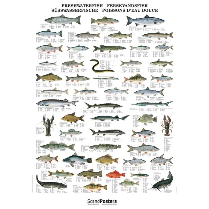 Plakat Ferskvandsfisk Med Stiver - Plakater  - 11126584