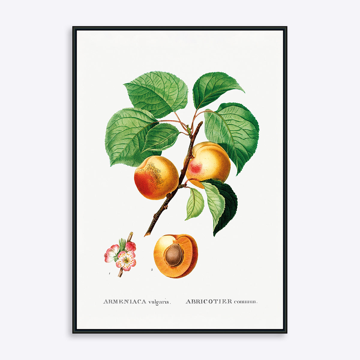Abrikos Armeniaca Vulgaris 21x30 - Poster Society Plakater