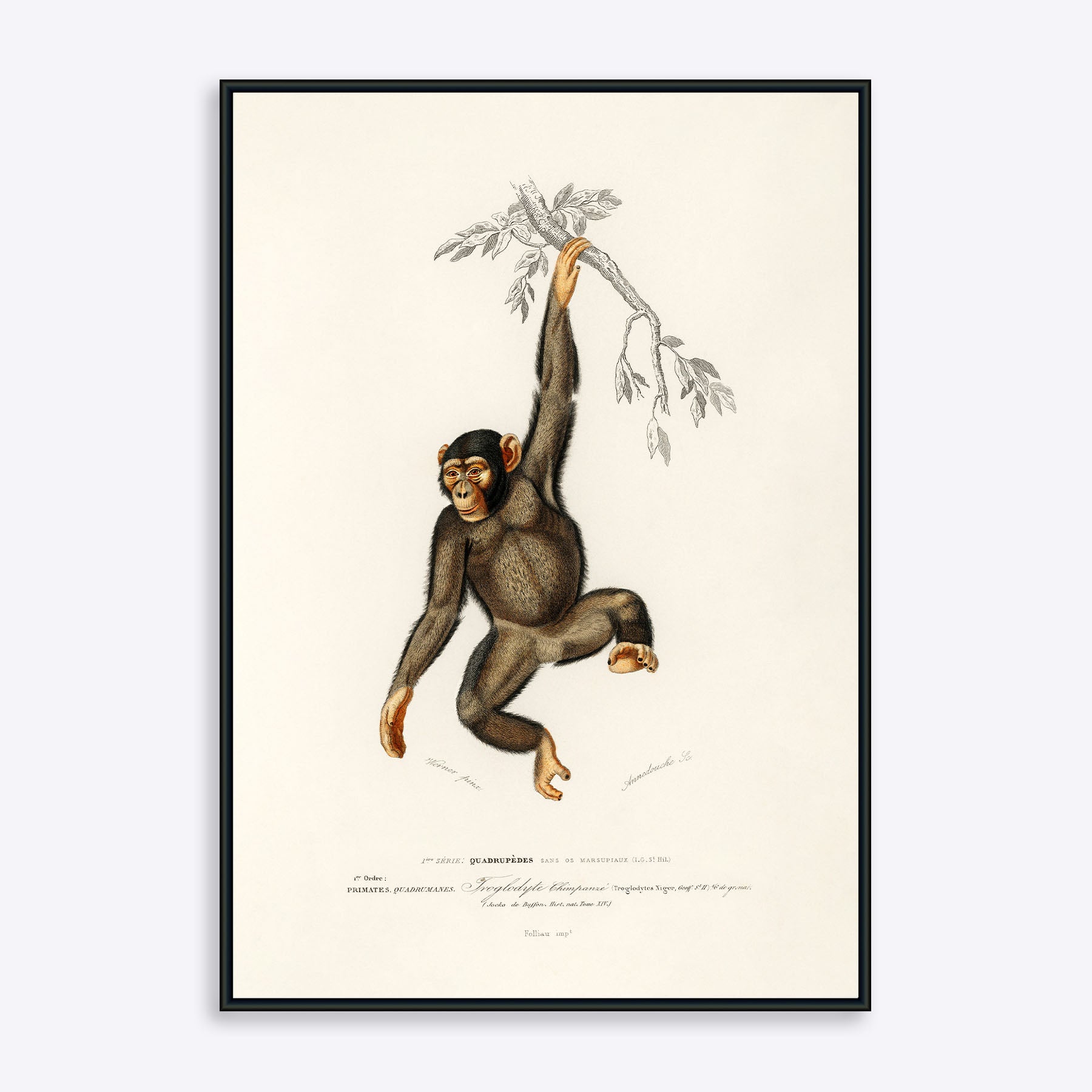 Chimpanzee 21x30 - Poster Society Plakater