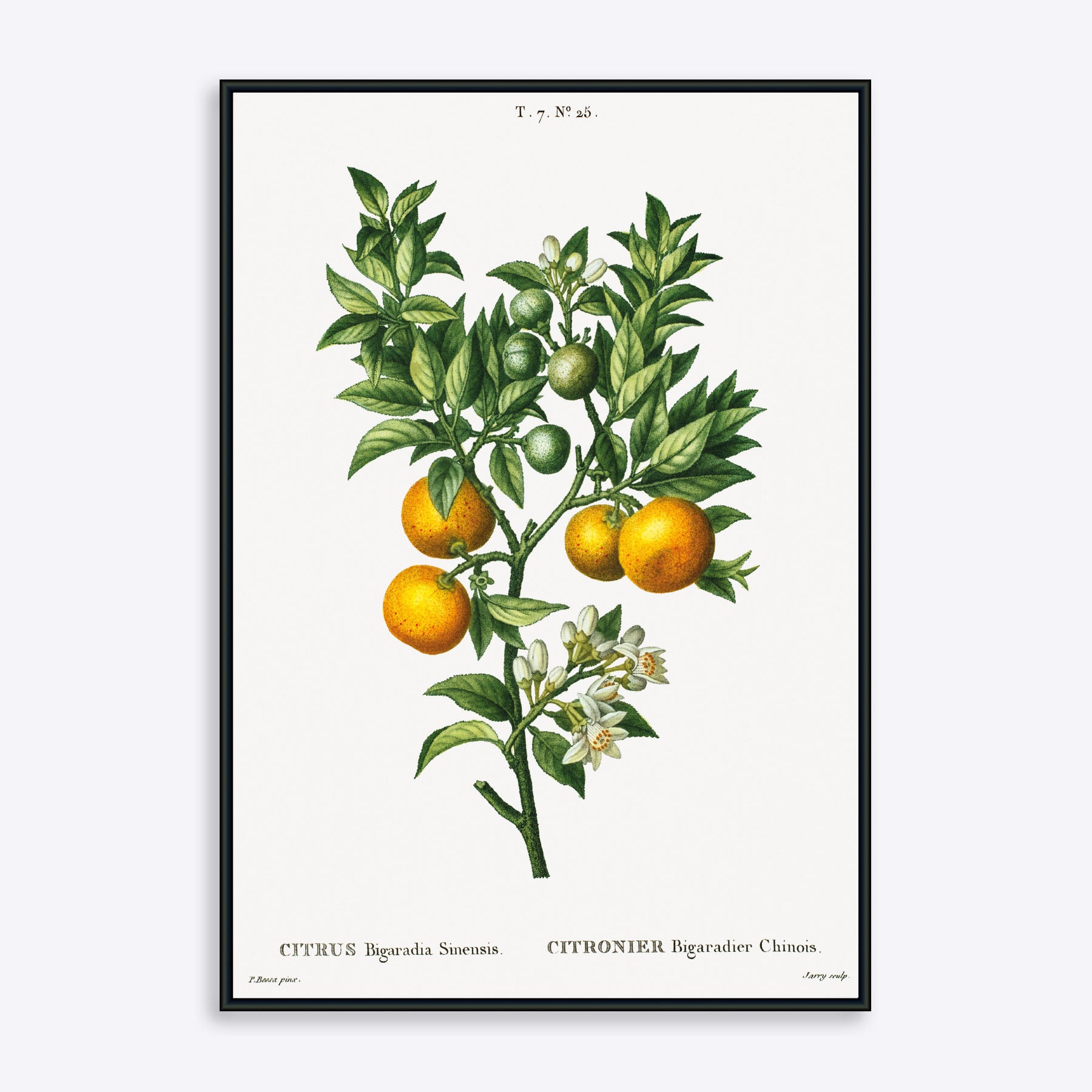 Citrus Bigaradia Sinensis 21x30 - Poster Society Plakater