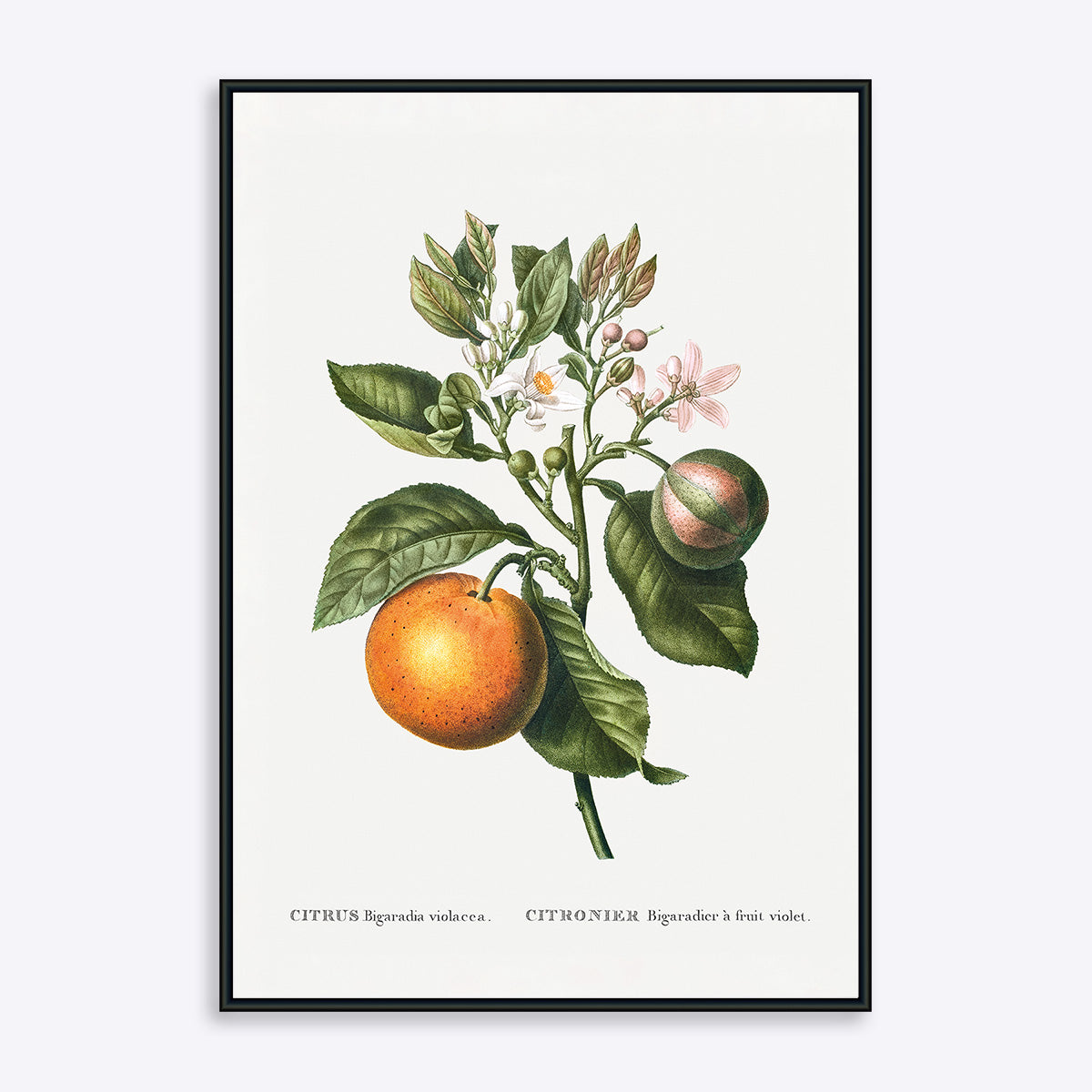 Citrus Bigaradia Violacea 21x30 - Poster Society Plakater