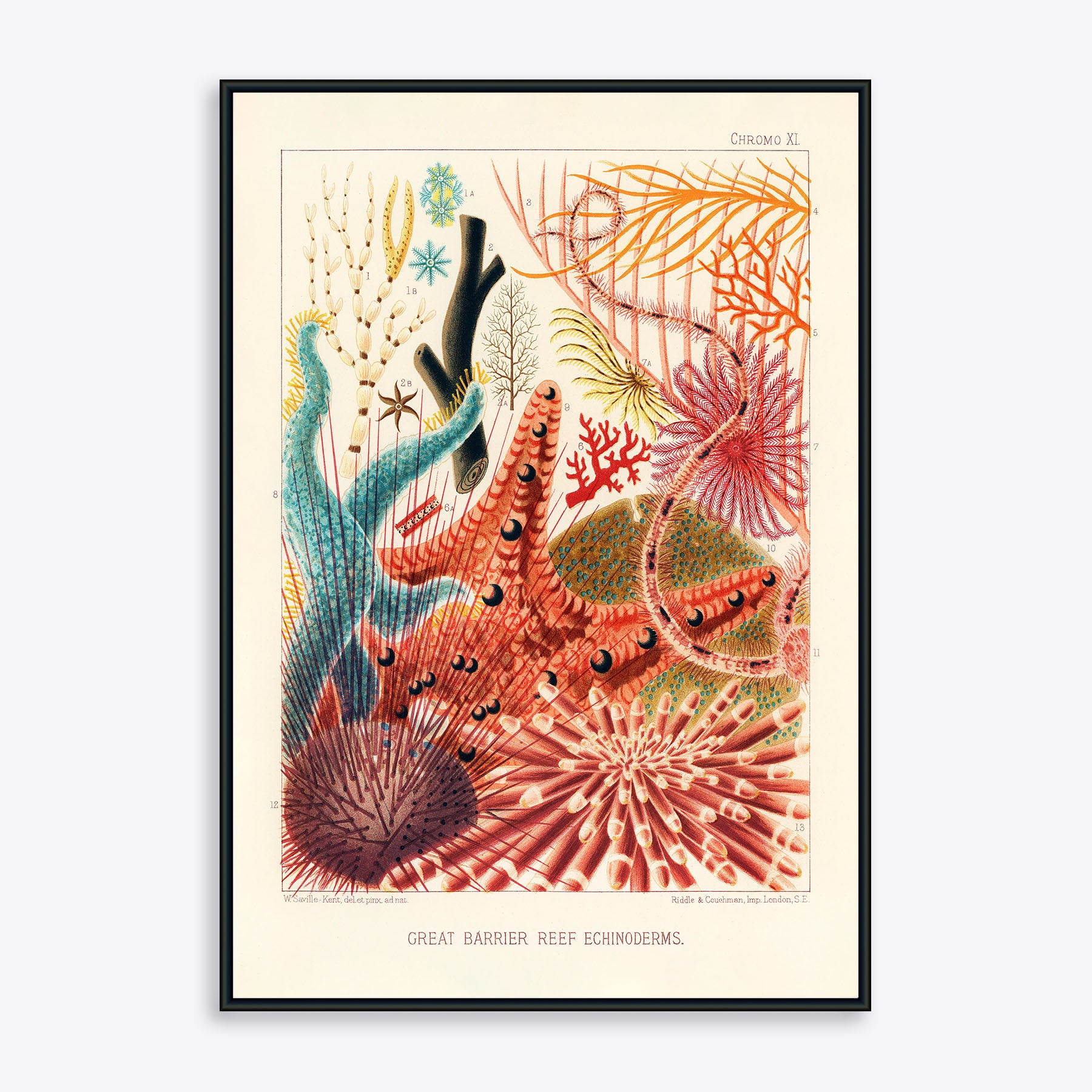 Great Barrier Reef Echinoderms 50x70 - Poster Society Plakater