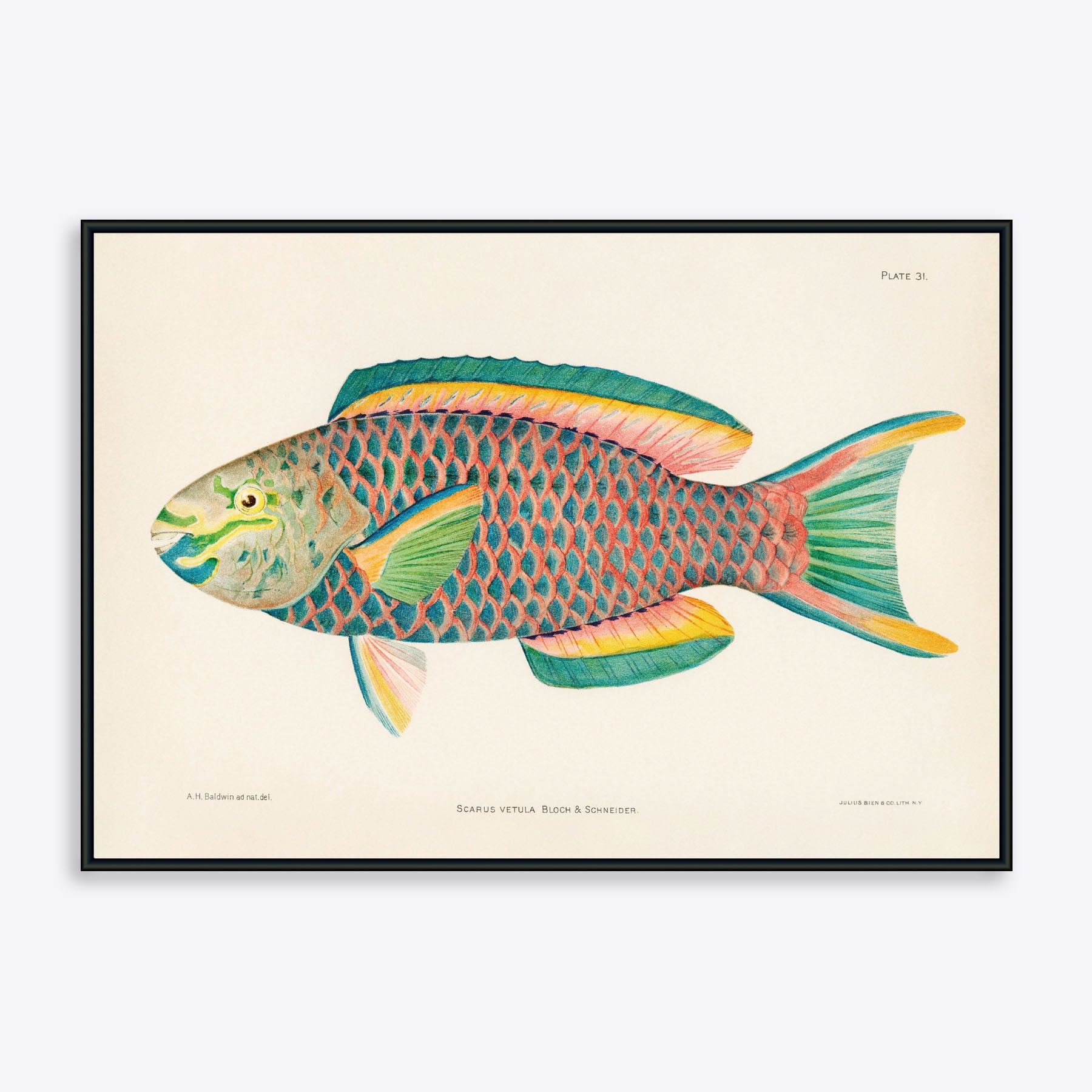 Scarus Vetula Papegøjefisk 50x70 - Poster Society Plakater