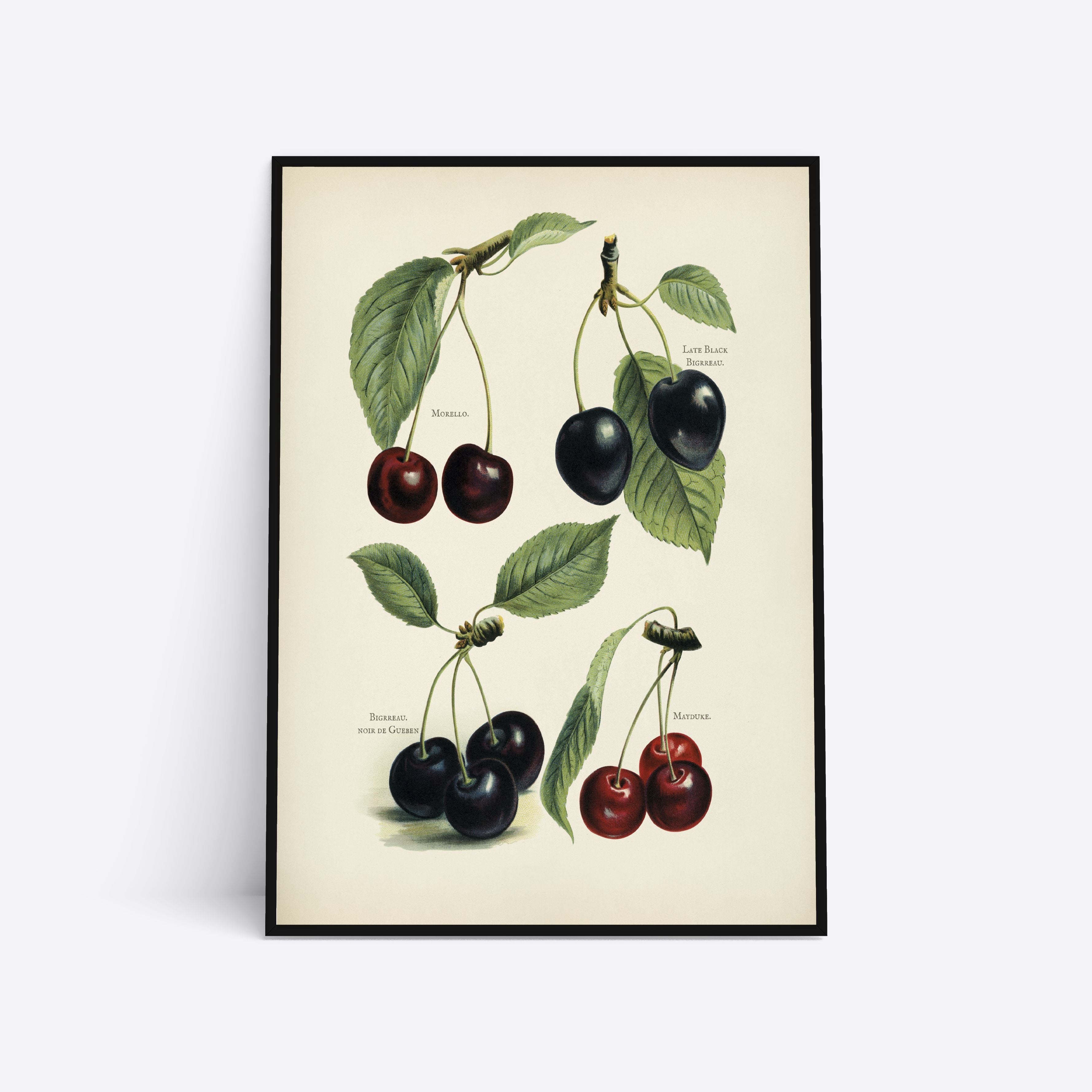 Cherries 21x30 - Poster Society Plakater