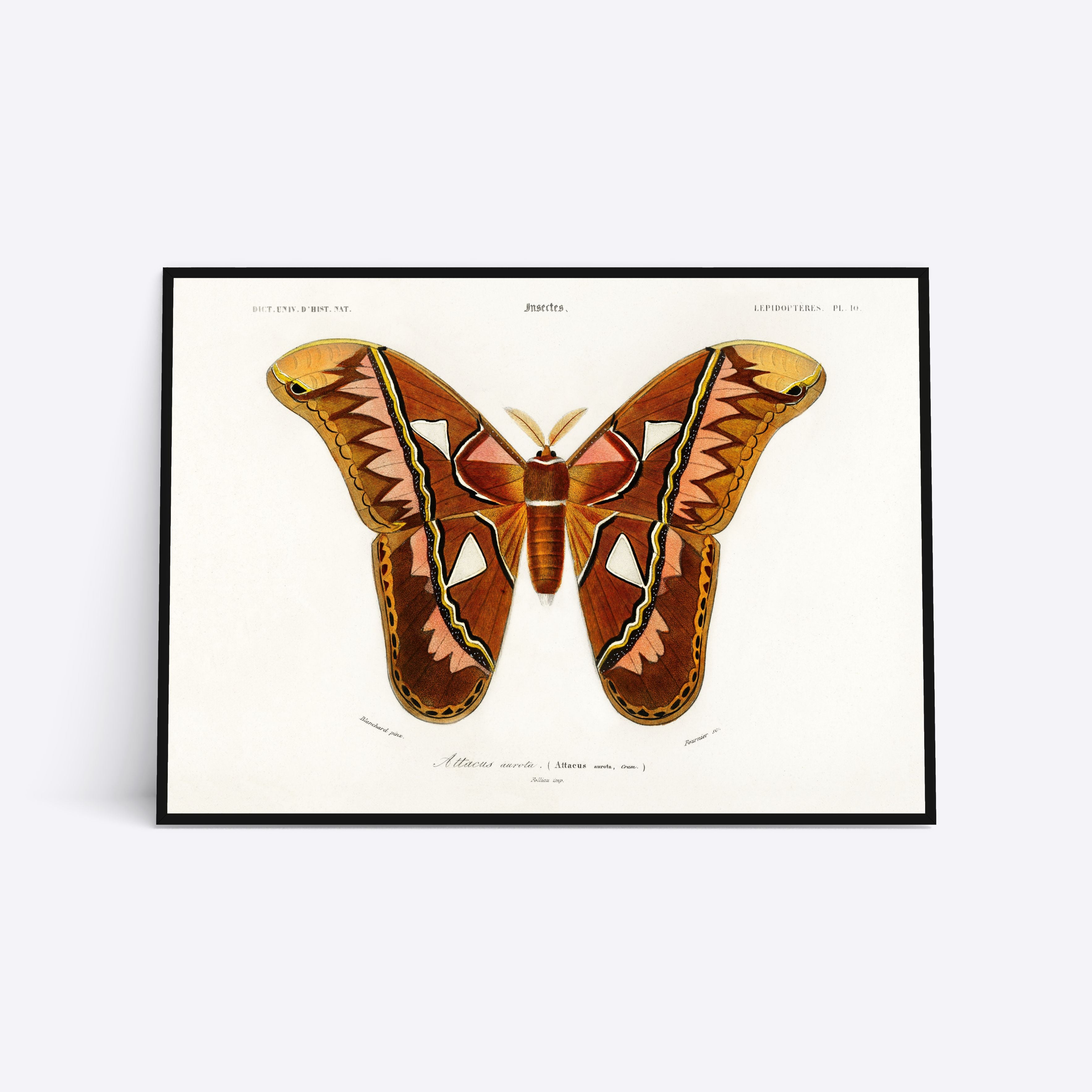 Butterfly 21x30 - Poster Society Plakater