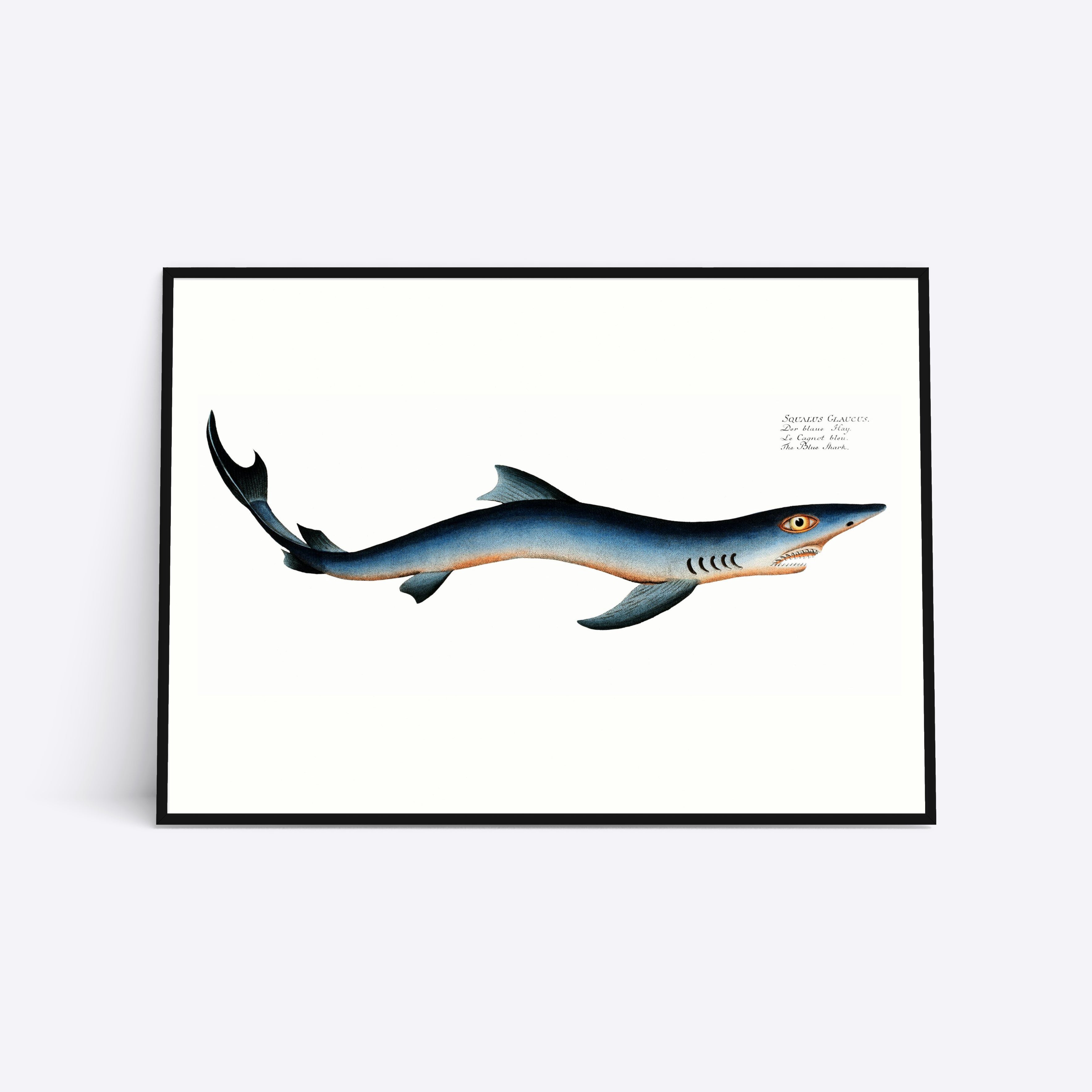 Blue Shark 21x30 - Poster Society Plakater