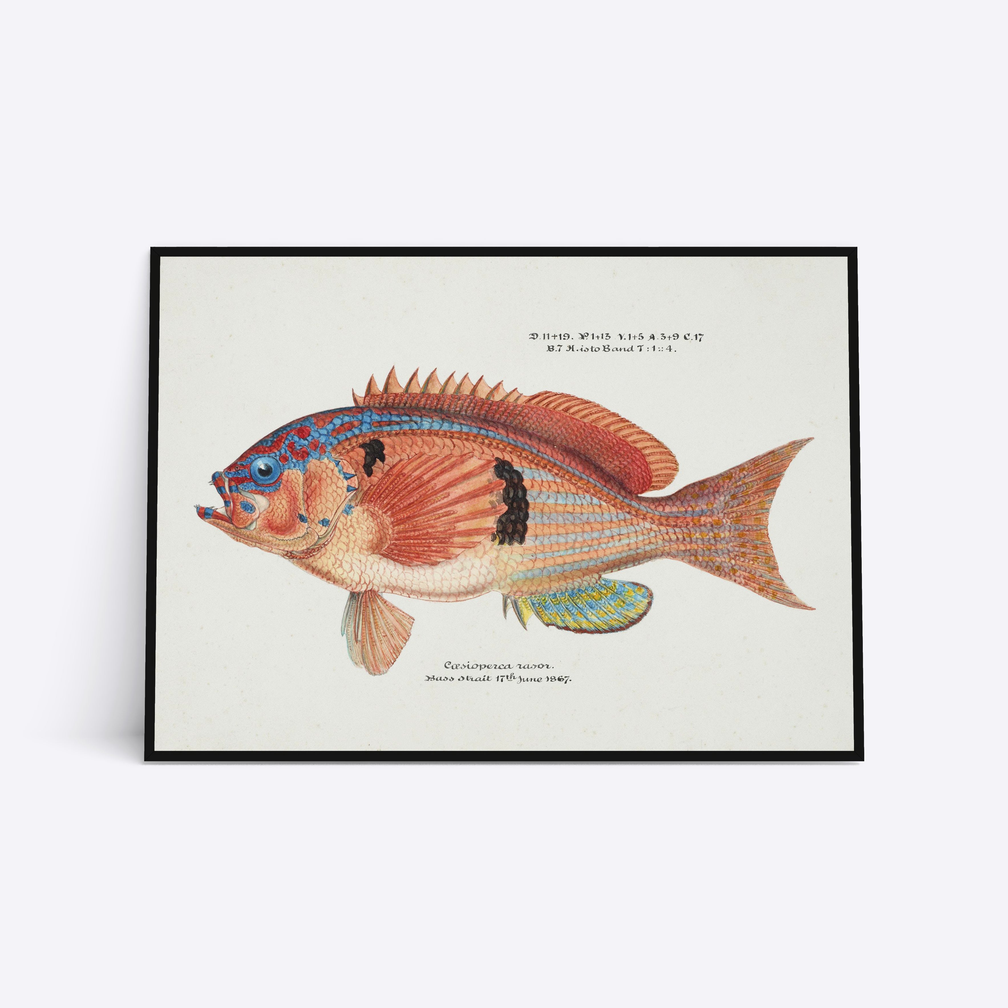 Bass Strait Fish 21x30 - Poster Society Plakater