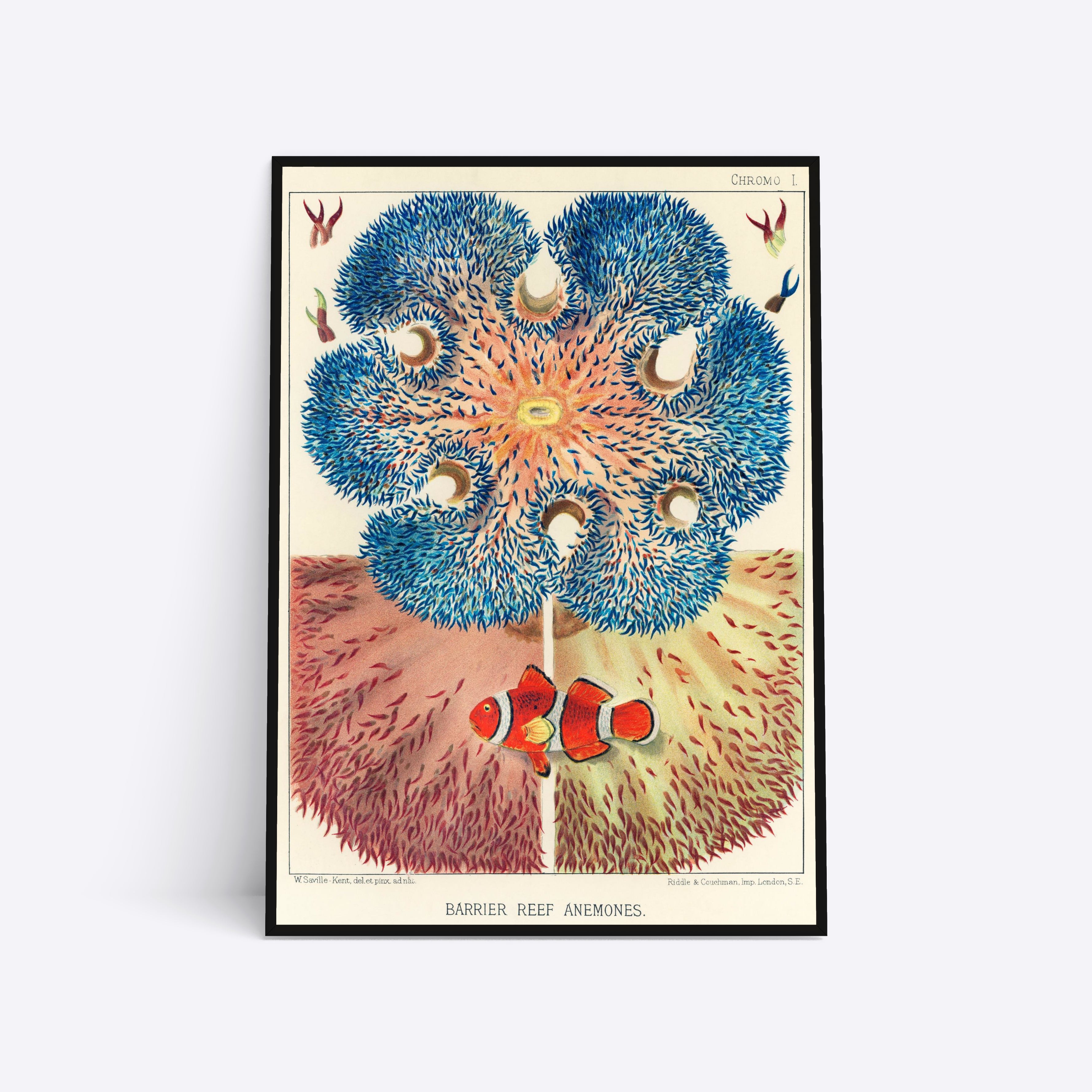 Barrier Reef Anemones 21x30 - Poster Society Plakater