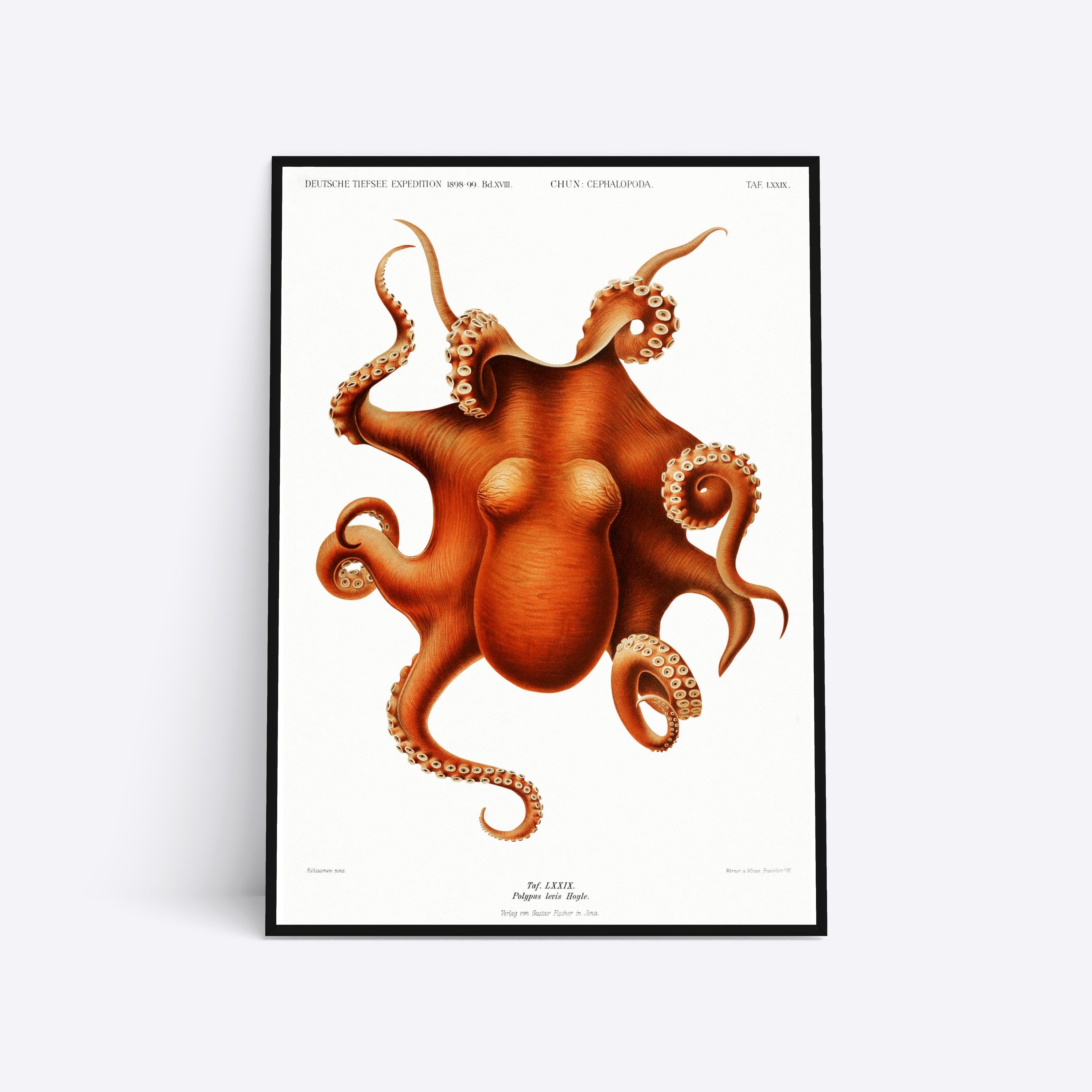 Cephalopod 21x30 - Poster Society Plakater