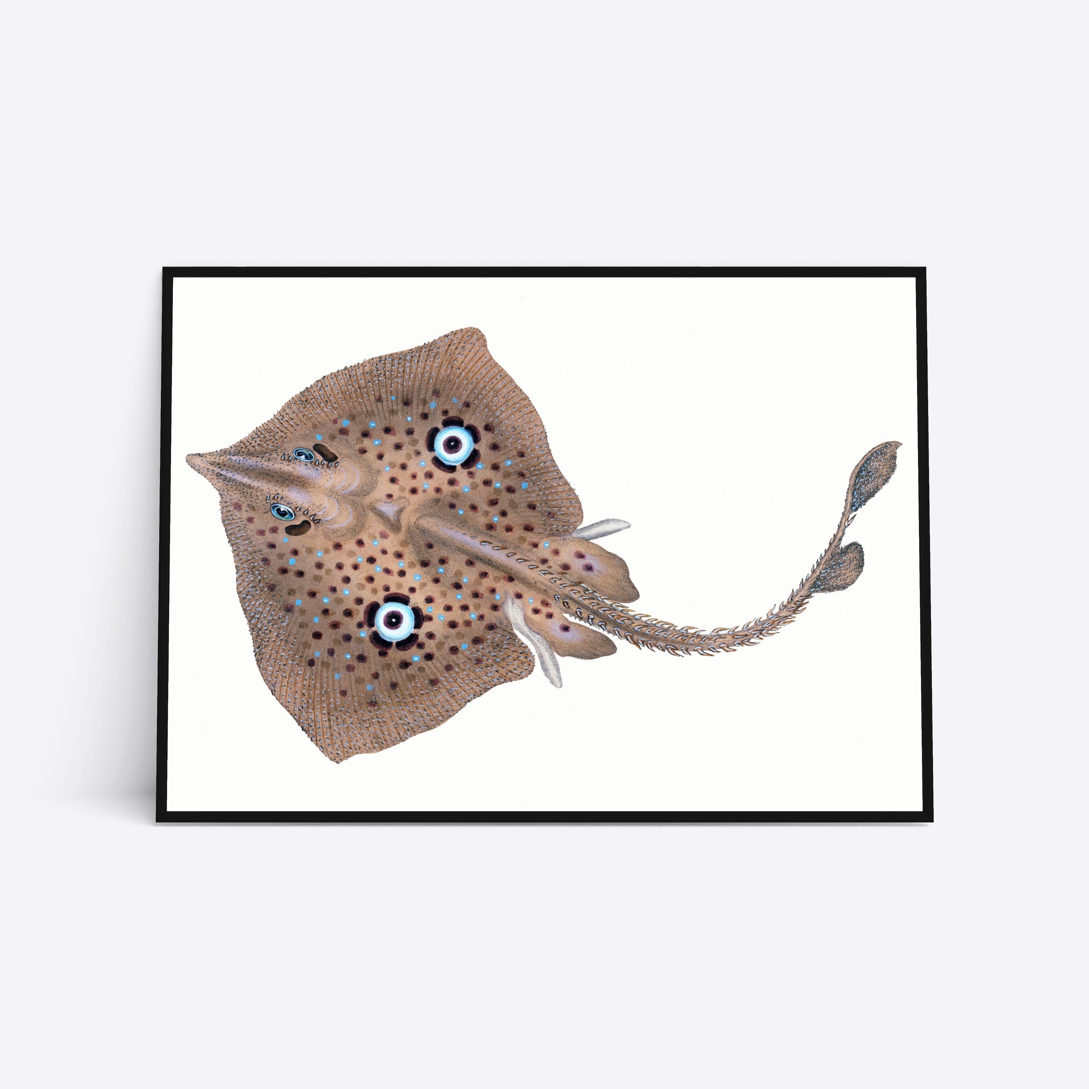 Blue Eyed Ray 21x30 - Poster Society Plakater