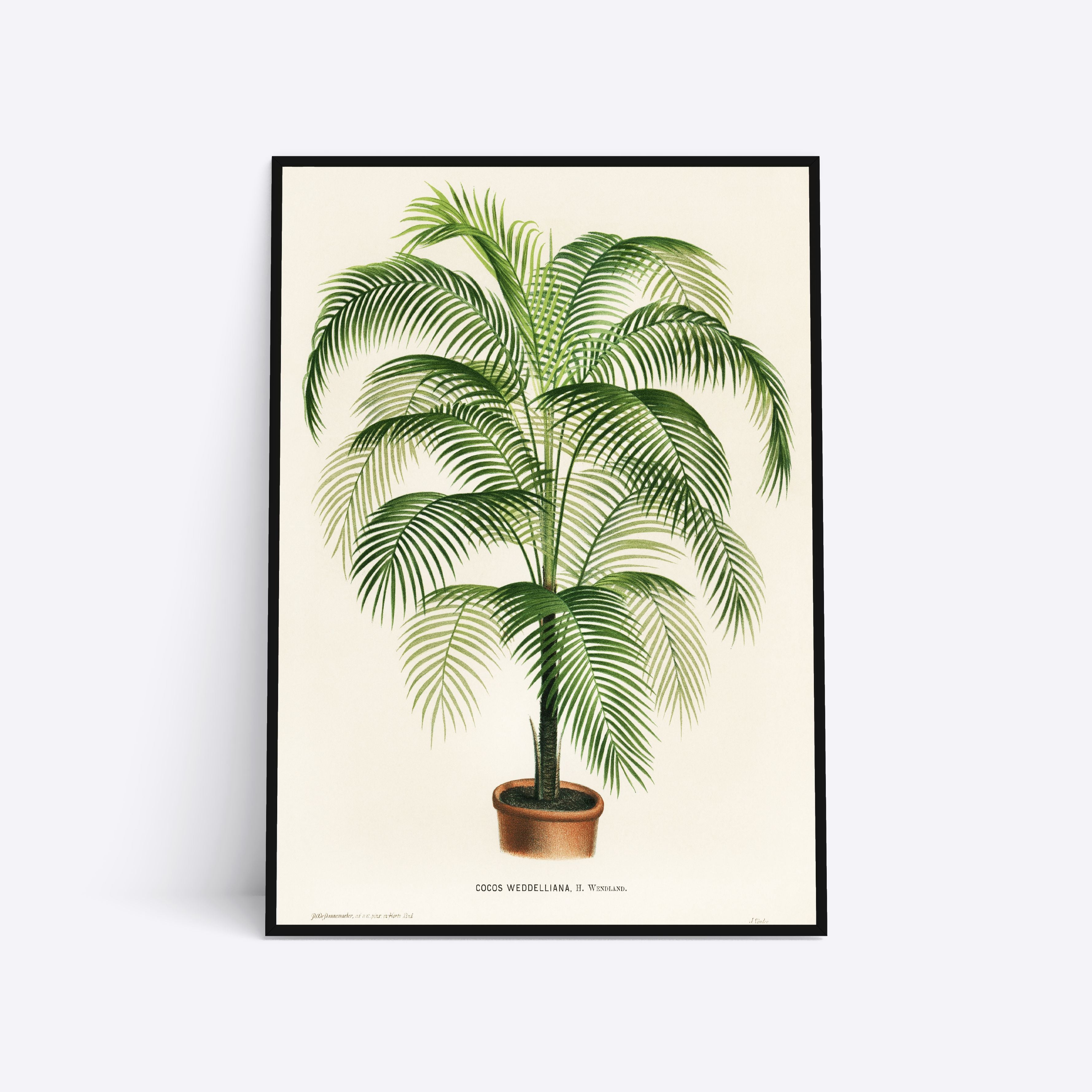 Coco Weddelliana 21x30 - Poster Society Plakater