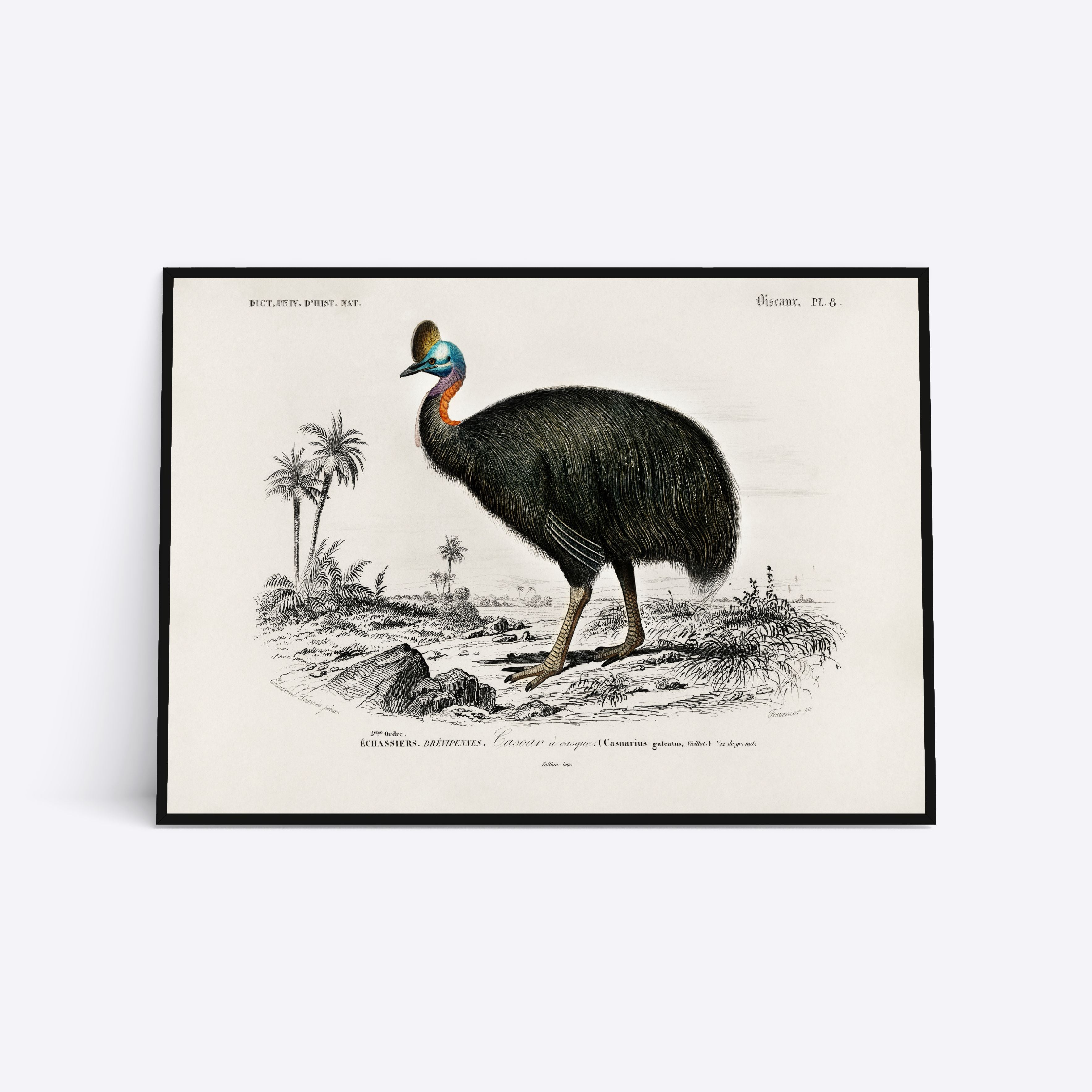 Casuarius 21x30 - Poster Society Plakater