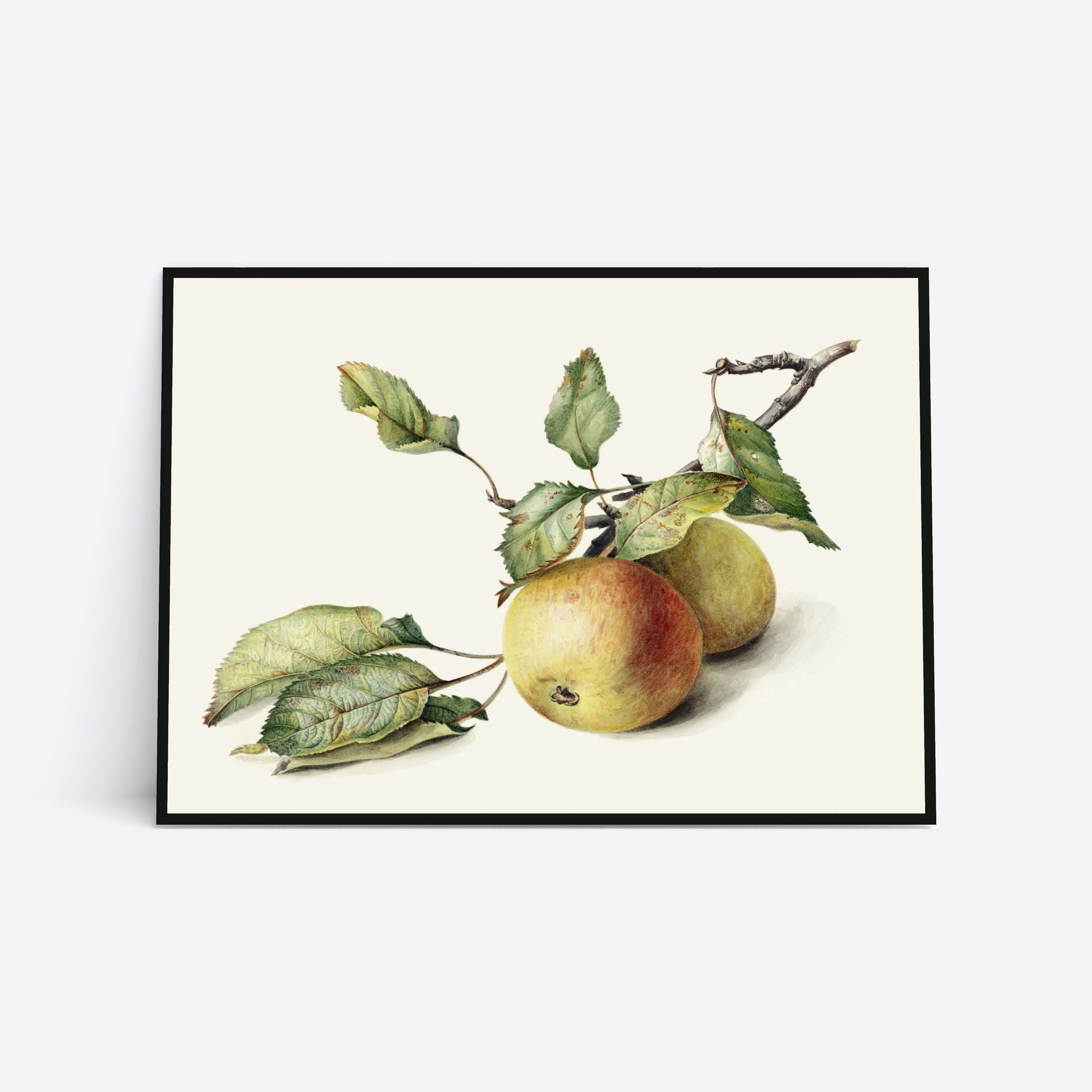 Apples 21x30 - Poster Society Plakater