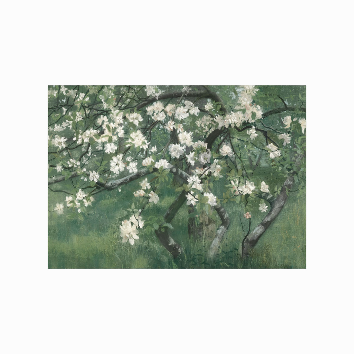 Antik Plakat Apple Tree Blossom - Designplakater Plakater