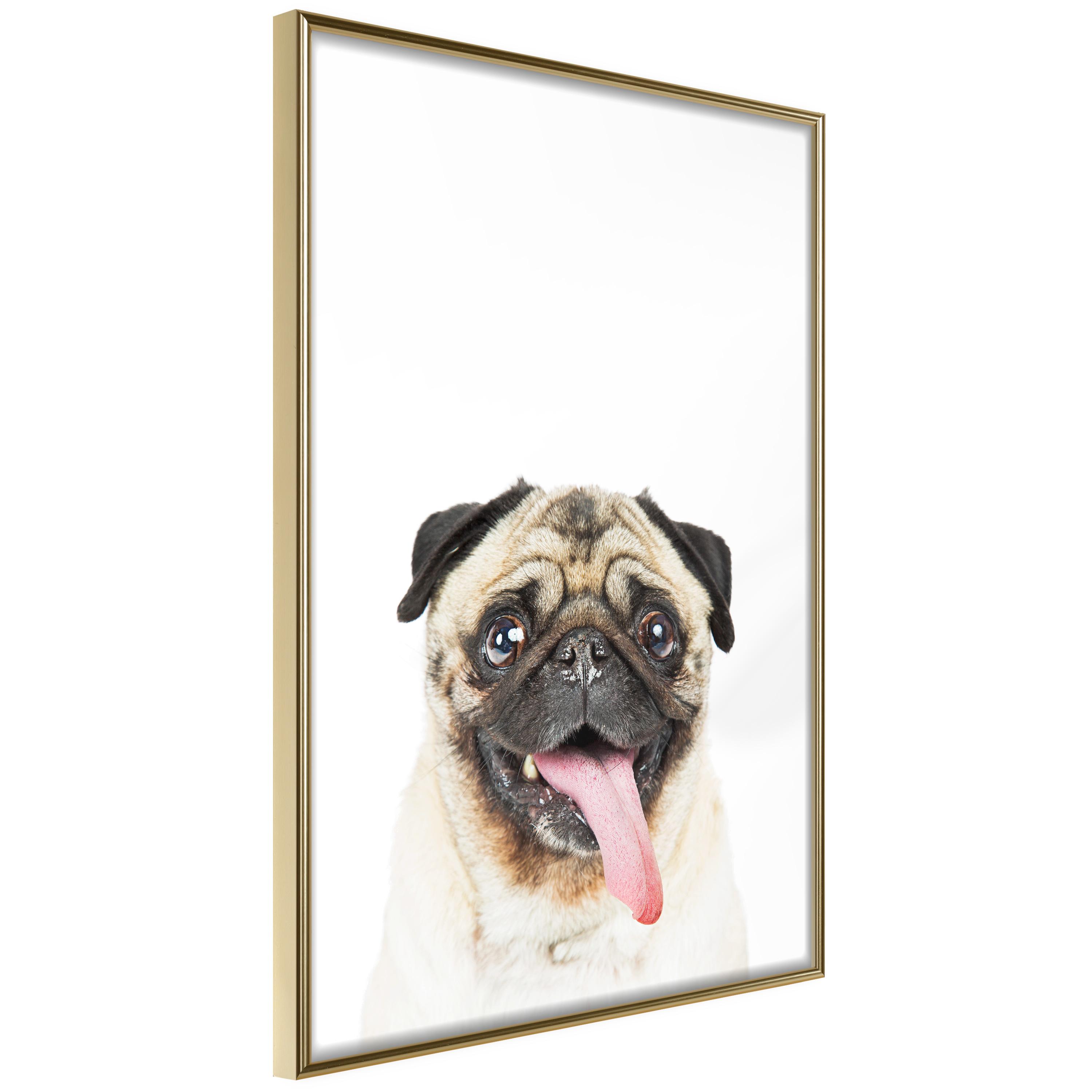 Plakat Pug Guldramme - Boligcenter Plakater  - 5901493699403