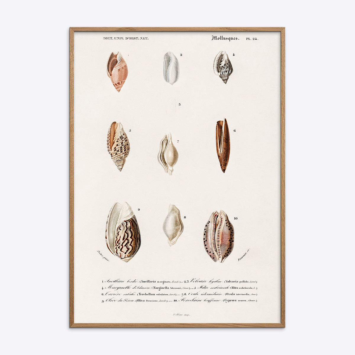 Mollusks 21x30 - Poster Society Plakater