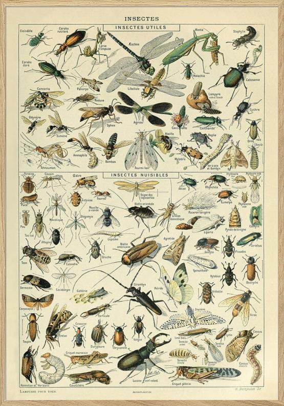 Adolphe Millot Insectes Plakat Med Insekter - Unikplakat.dk Plakater