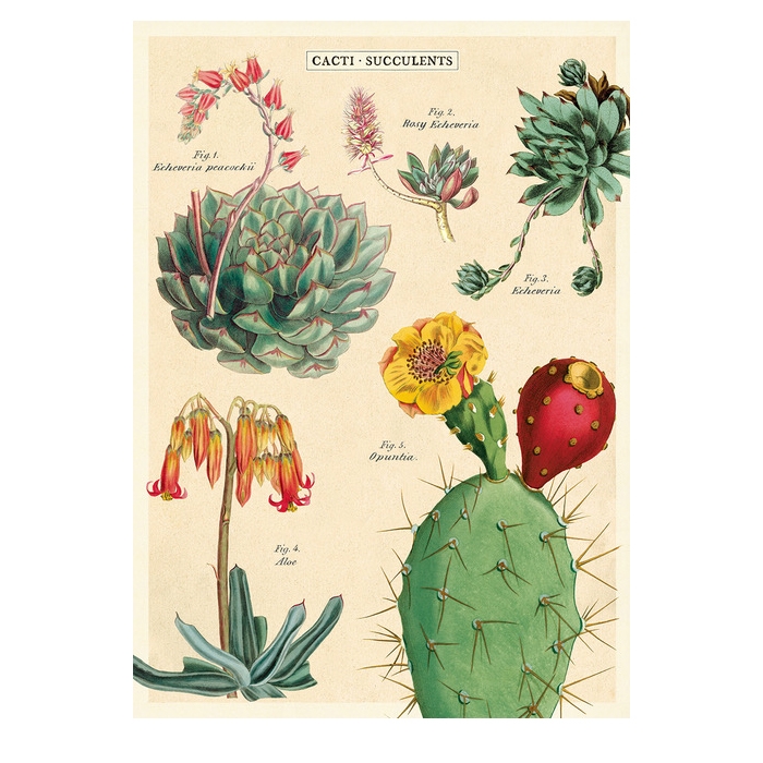 Cavallini Plakat Kaktus Sukkulenter 50x70cm - Cavallini Plakater