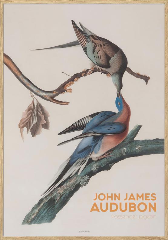 Audubon Plakat Passenger Pigeon - Unikplakat.dk Plakater