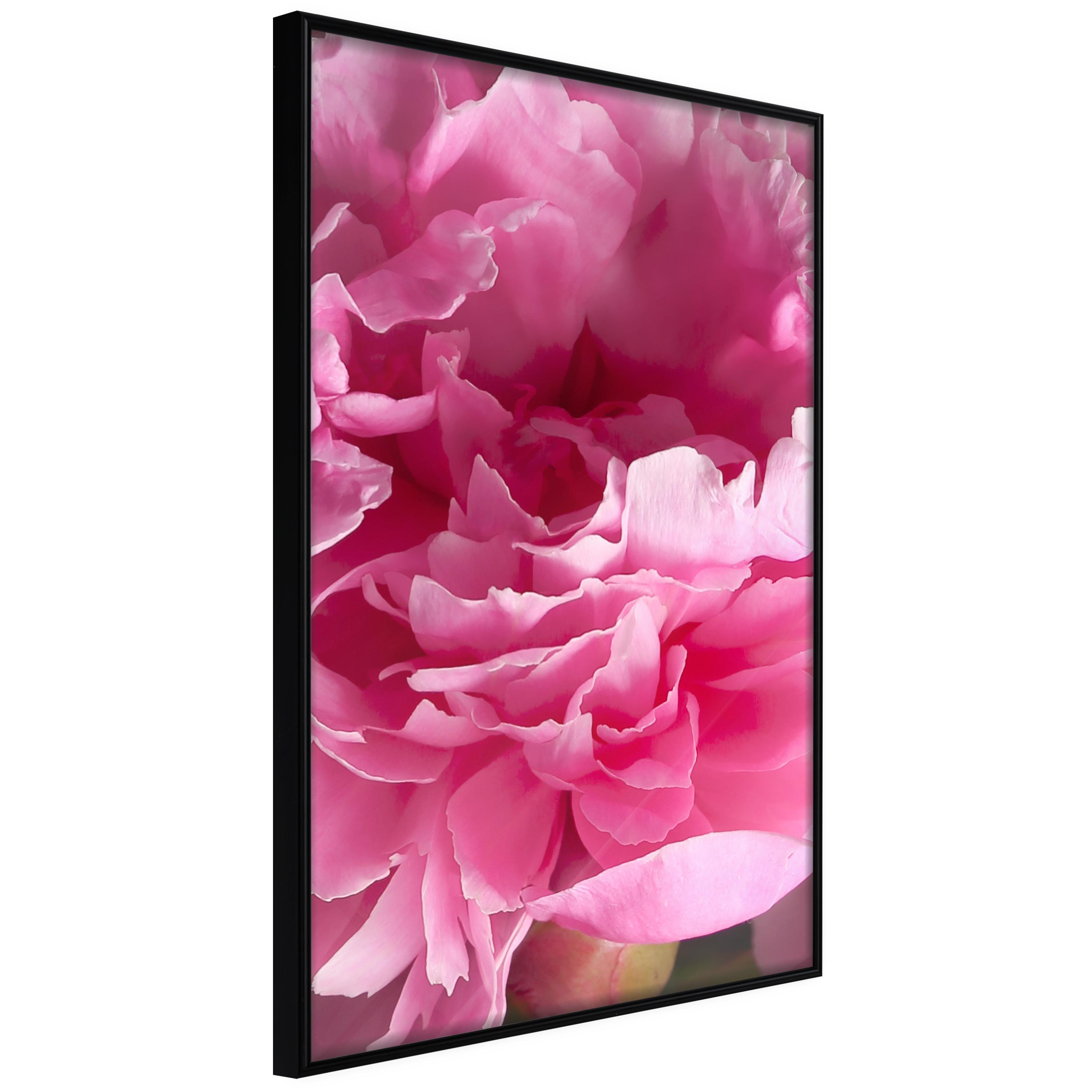 Sort Plakat Beautiful Peonies Ramme - Boligcenter Plakater  - 5904419692977