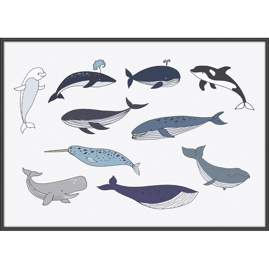 Cetacea Iii Plakat - Incado Plakater