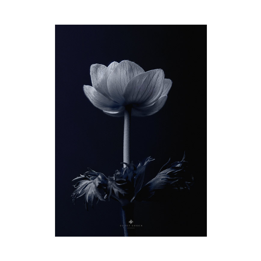Anemone Plakat - Incado Plakater  - 5706894819395