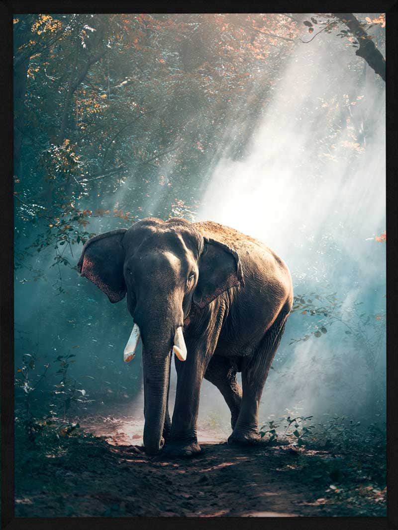 Elefant Lysning - Postersbyus Plakater