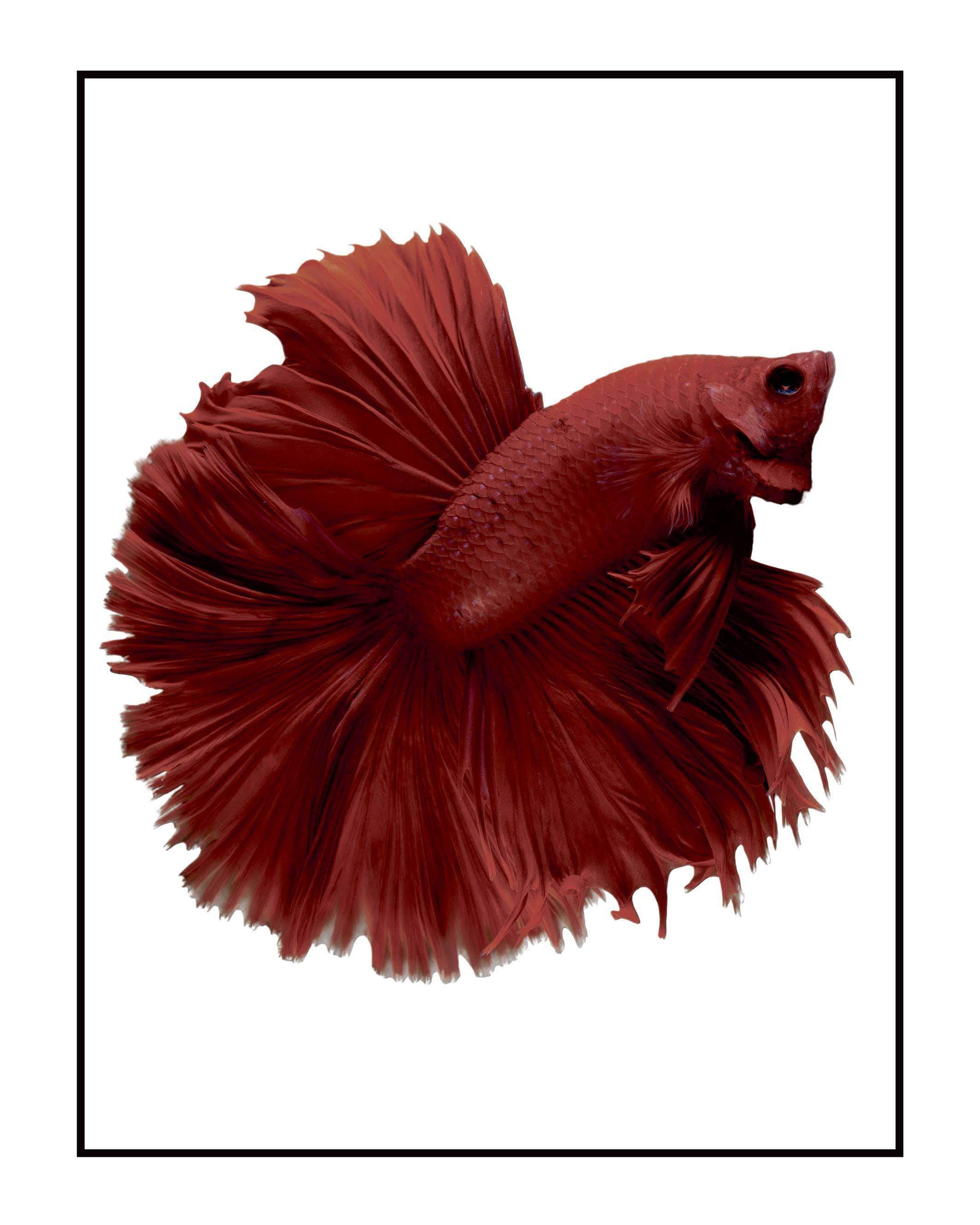Fisk Plakat - Postersbyus Plakater