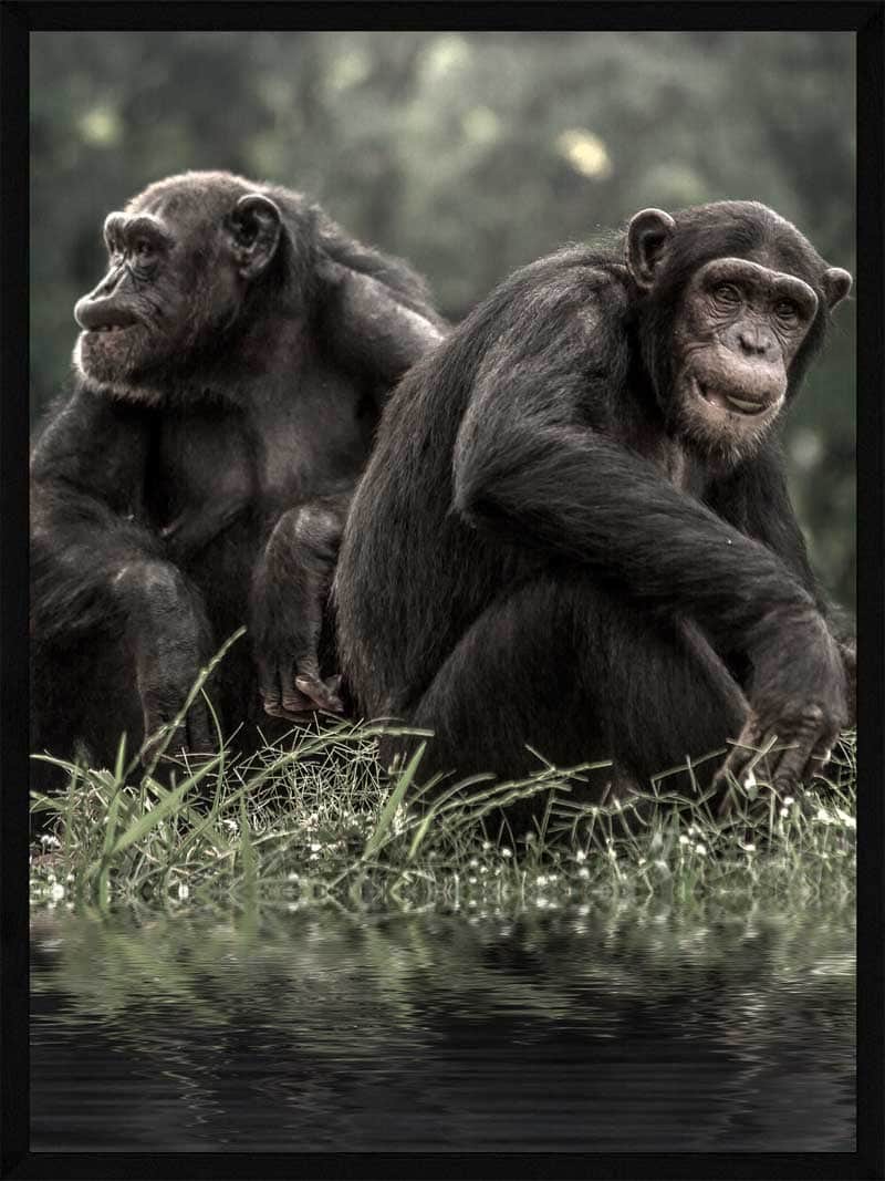 Chimpanser Skov - Postersbyus Plakater